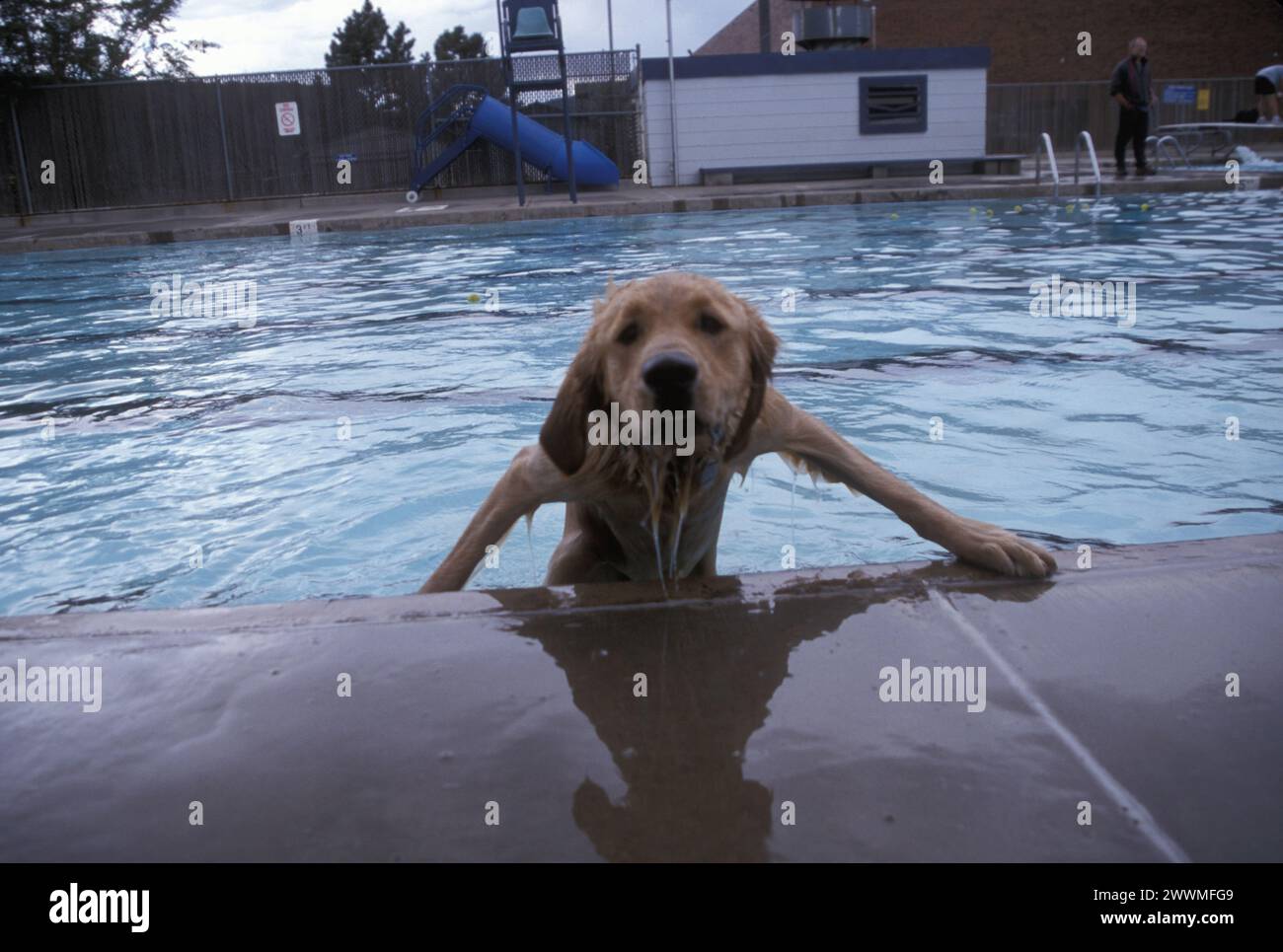 Ein goldener Retriever zieht sich aus einem Schwimmbad. Stockfoto