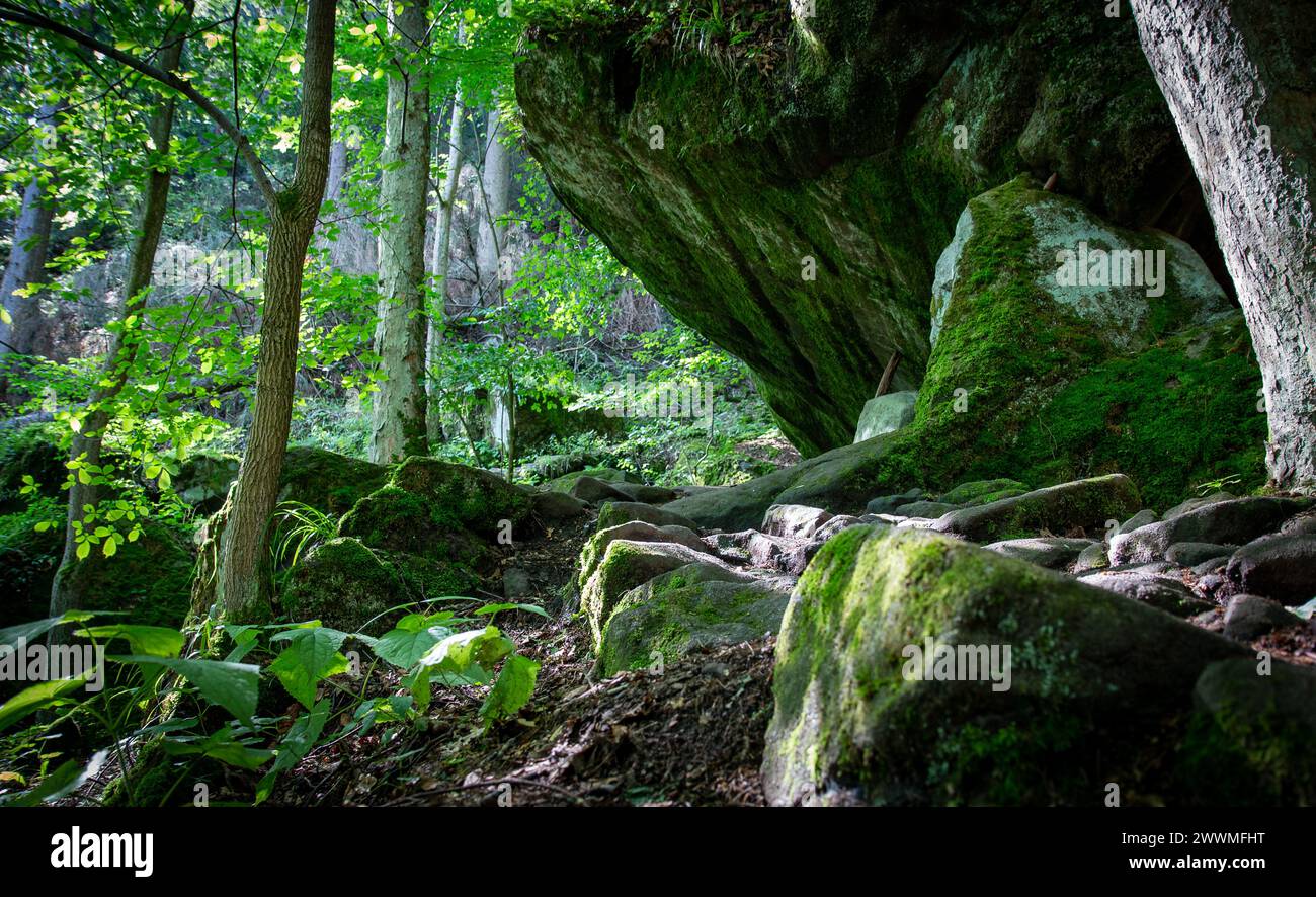 Ein moosbedeckter Felsen in einer üppigen Waldlandschaft mit Bäumen Stockfoto