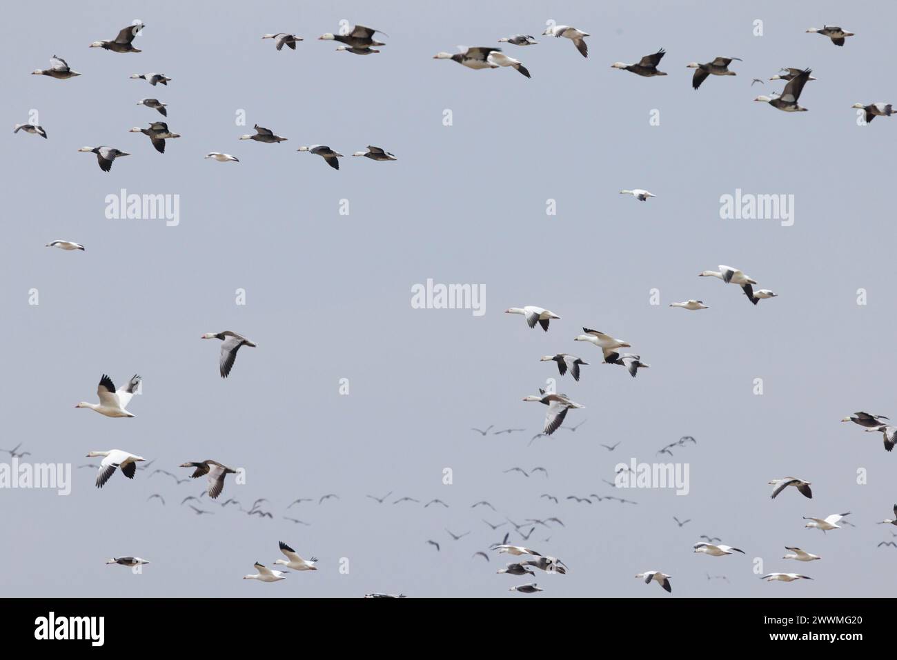 Wandernde Gänse im Flug über Marylands Ostküste. Stockfoto