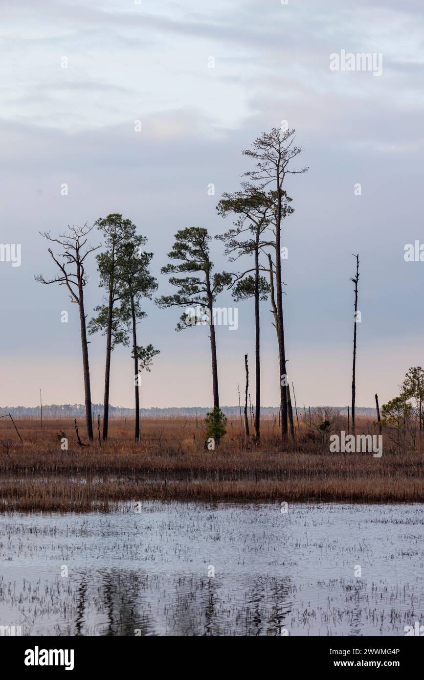 Blick auf die Landschaft im Blackwater National Wildlife Refuge in Maryland. Stockfoto