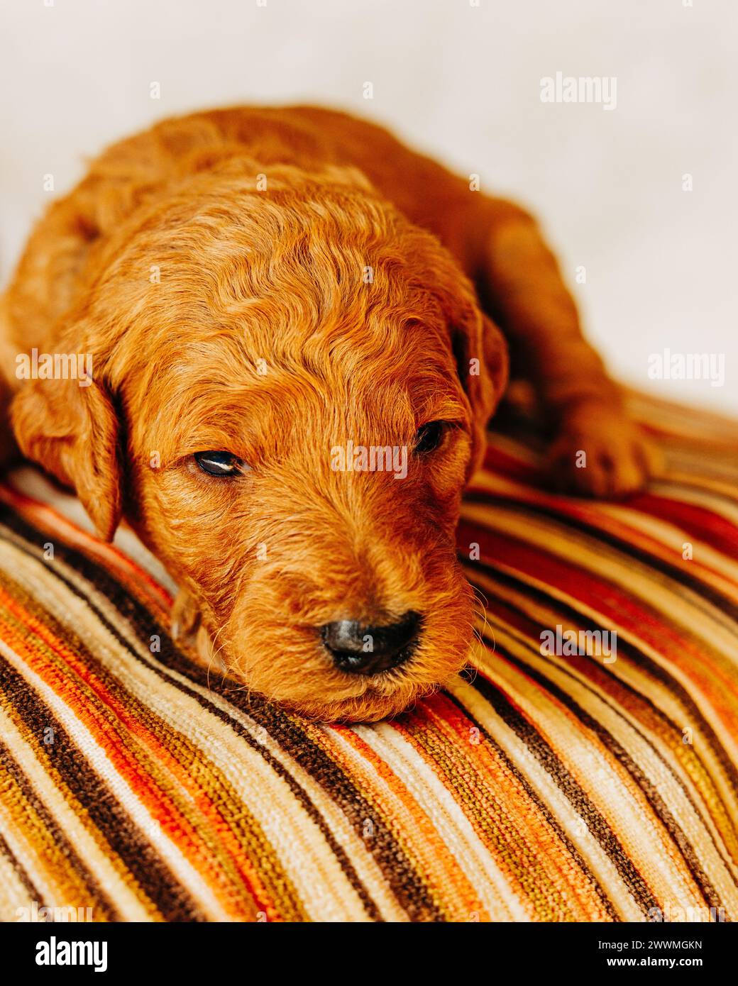 Nahaufnahme des Goldendoodle-Welpen auf orangem gestreiftem Kissen Stockfoto