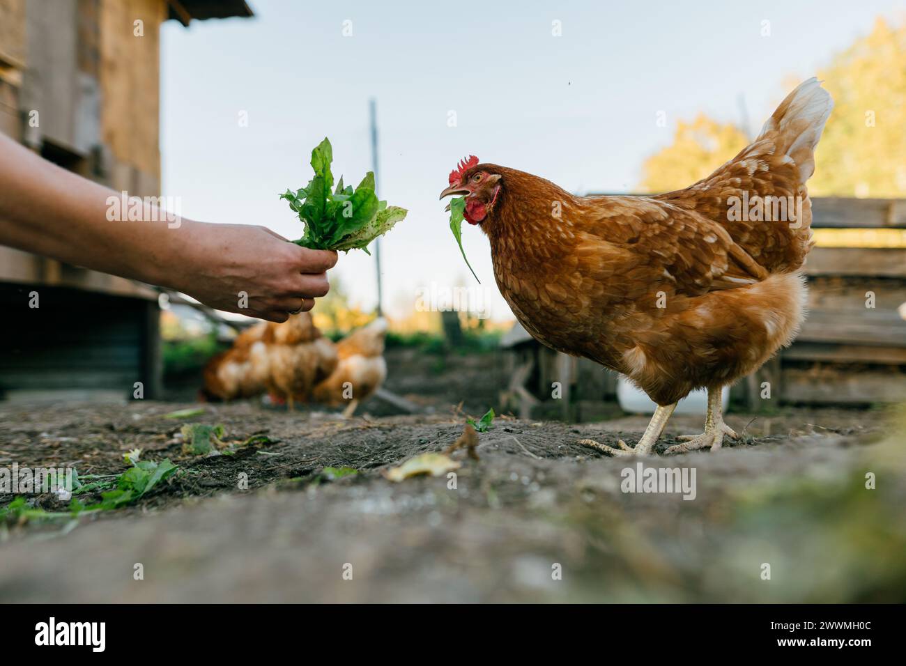 Ein großes rotes Hühnchen aus der Nähe pickt Gras aus den Händen eines Bauern. Stockfoto