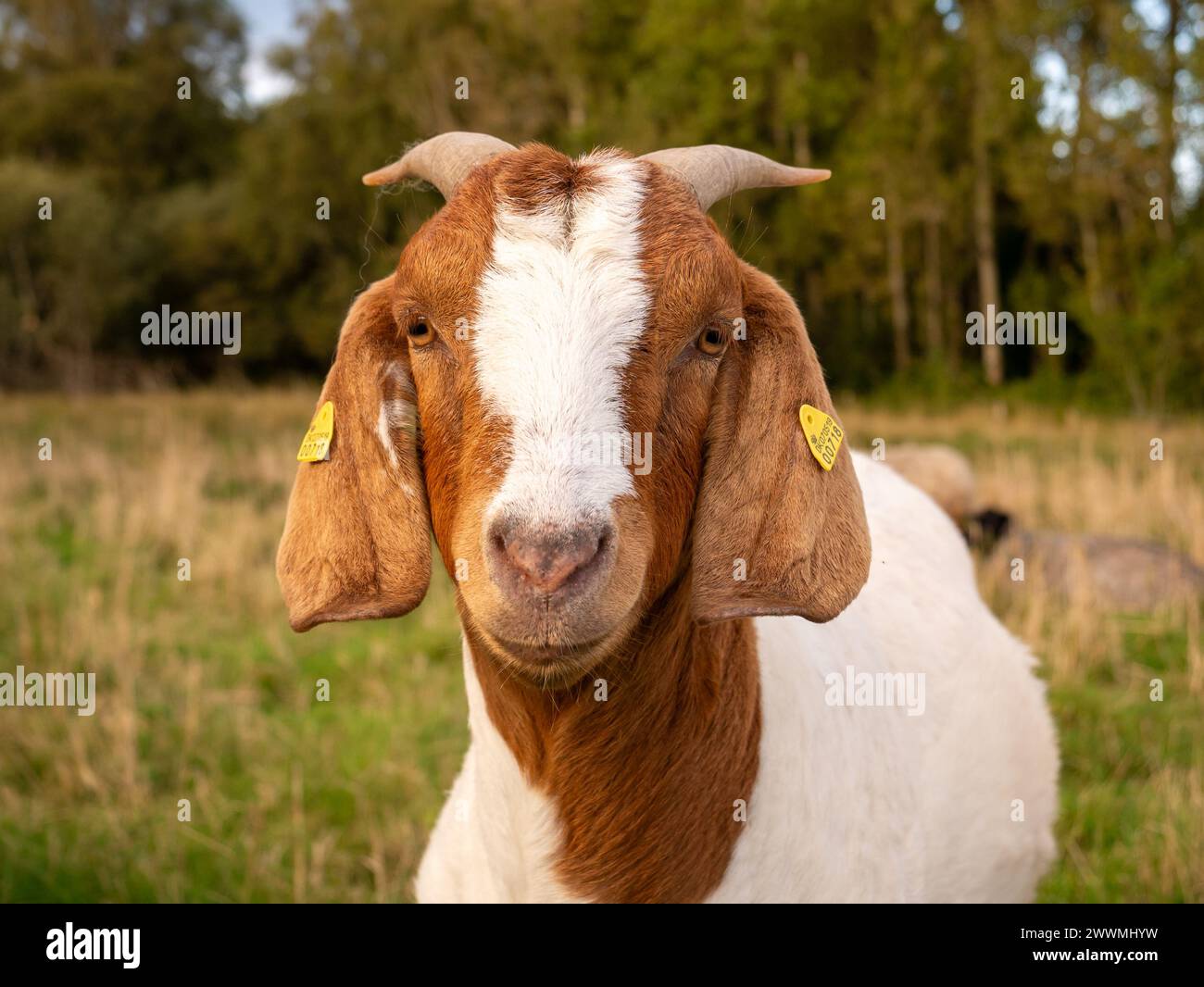 Porträt des Kopfes der braunen weißen boer-Ziege mit Ohrmarken, Blick auf die Kamera auf der Insel Tunø, Midtjylland, Dänemark Stockfoto