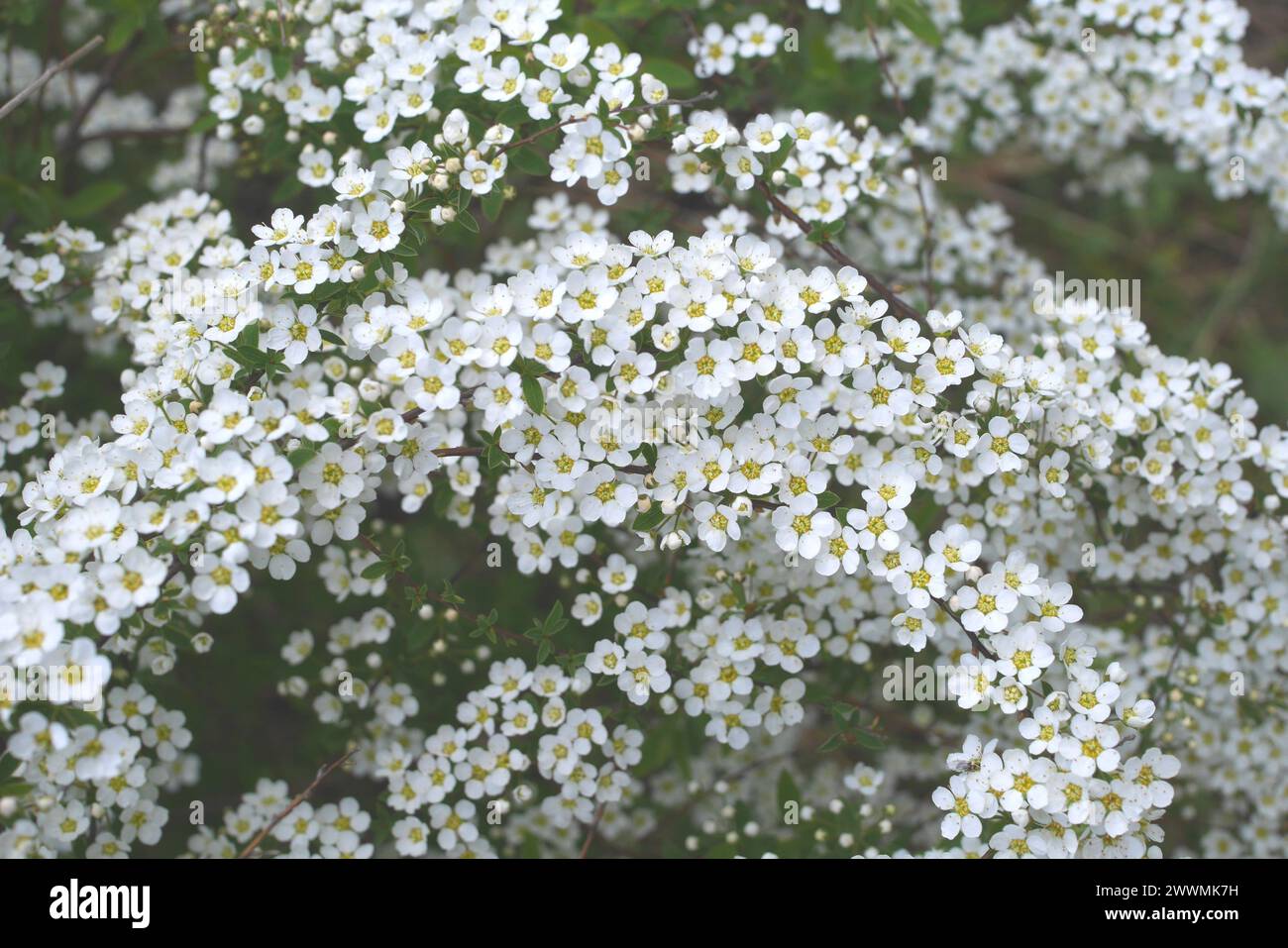 Weiße Blüten einer spiraea, Spirea, Sträucher im Garten, Ungarn Stockfoto