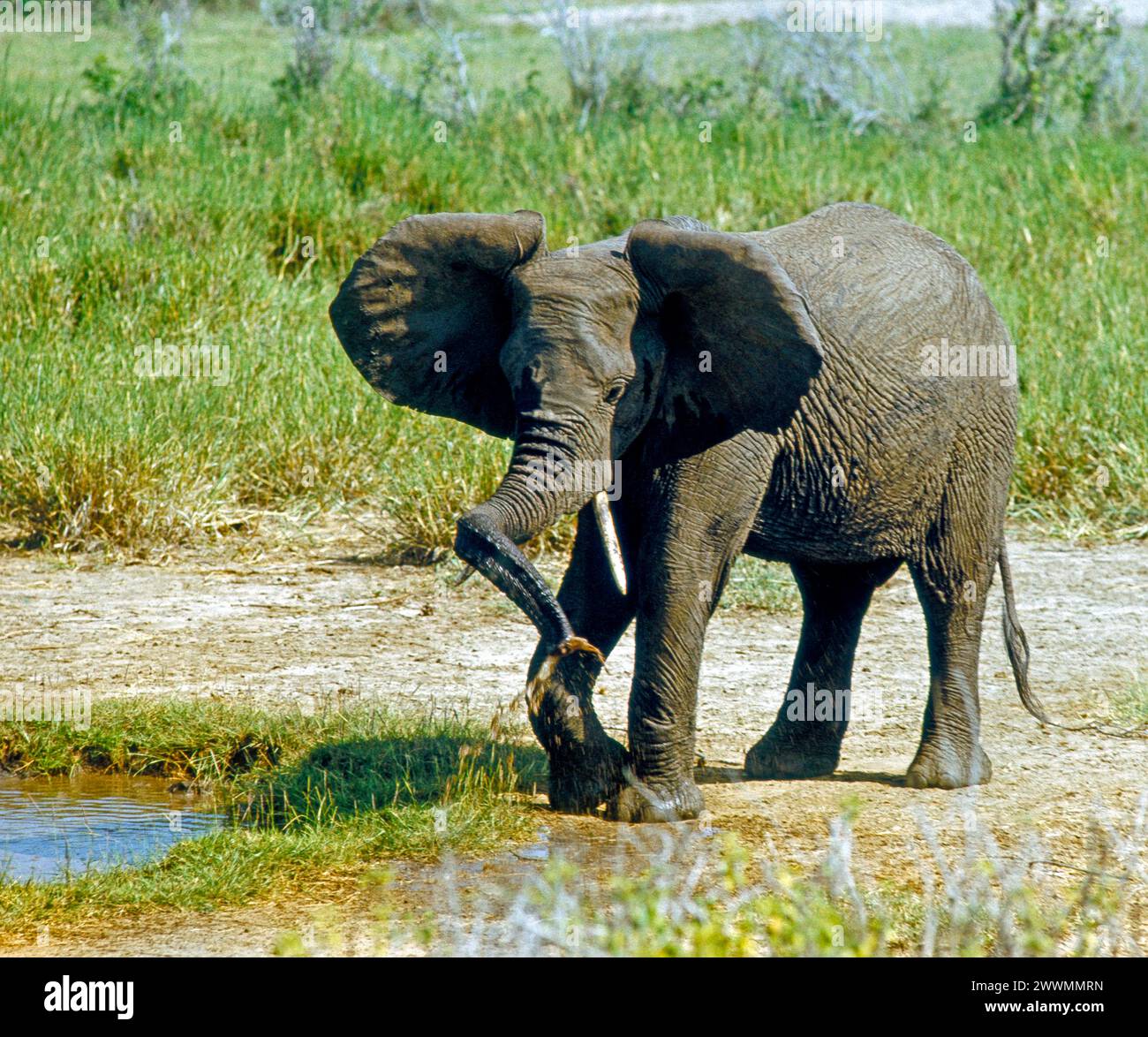 Junger Afrikanischer Elefant Loxodonta africana an einem Wasserloch im Rift Valley in Tansania, Ostafrika Elefant Afrika *** junger afrikanischer Elefant Loxodonta africana an einem Wasserloch im Rift Valley in Tansania, Ostafrika Elefant Afrika Stockfoto