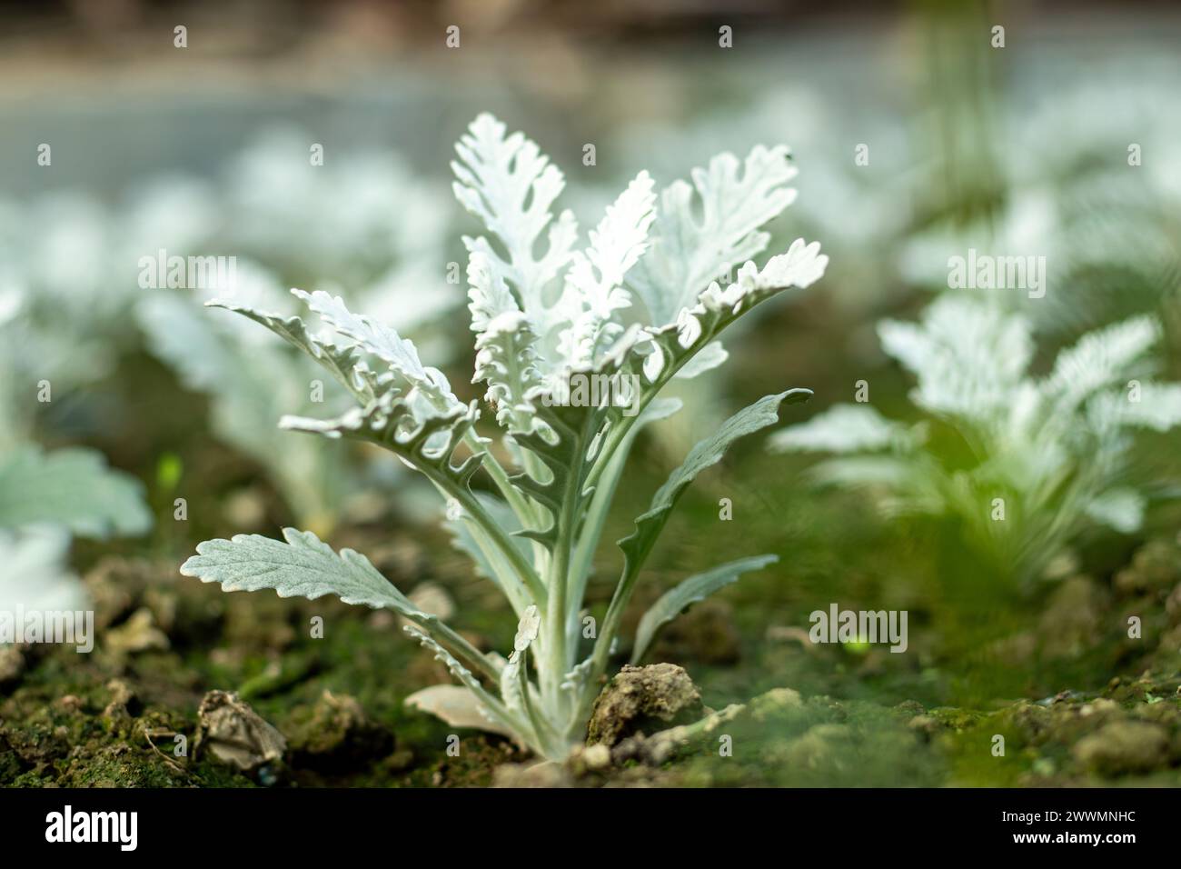 Cineraria Maritima oder Silberkraut, auch bekannt als Silberkraut, ist eine mehrjährige Pflanzenart der Gattung Jacobaea in der Familie Stockfoto