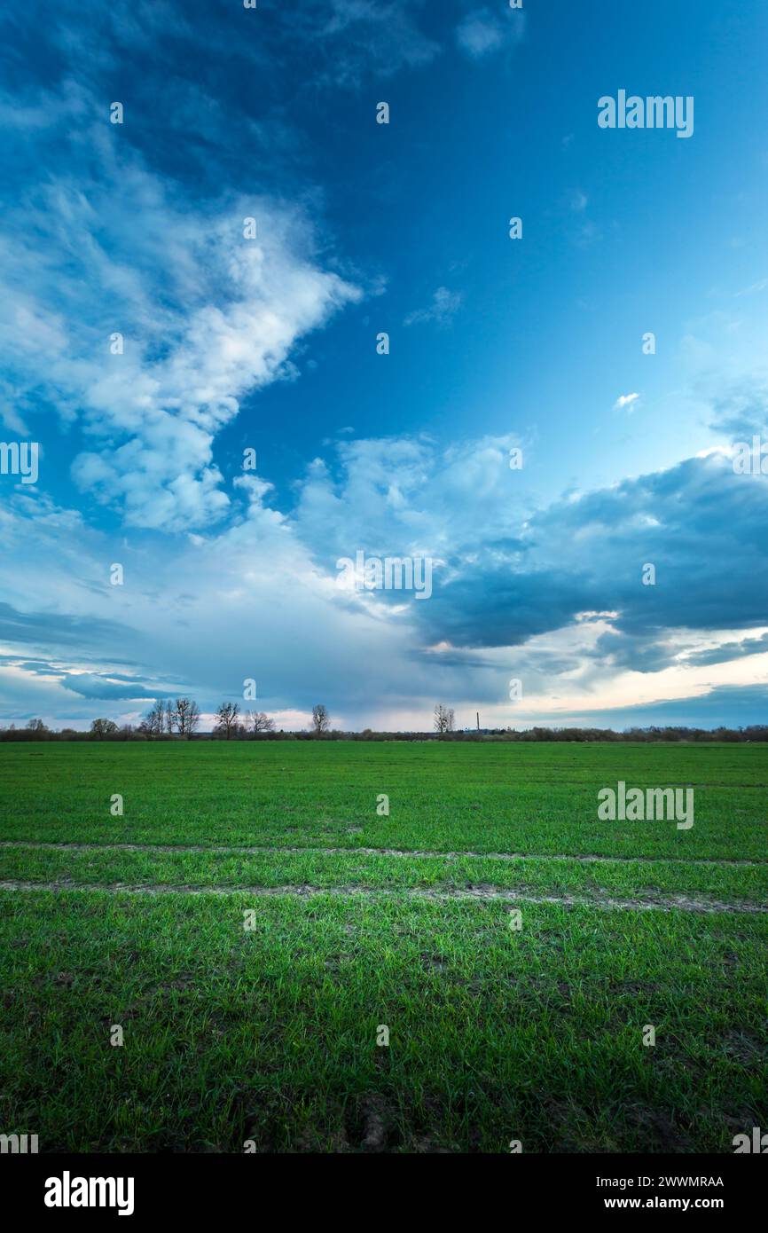 Frühlingsgrünes Feld und Wolken am blauen Himmel, Apriltag Stockfoto