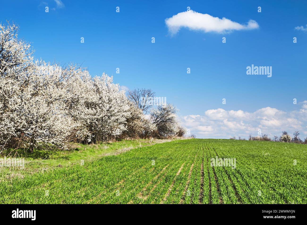Wunderschöne Frühlingslandschaft mit frischem grünem Feld, blühenden Bäumen und blauem Himmel Stockfoto