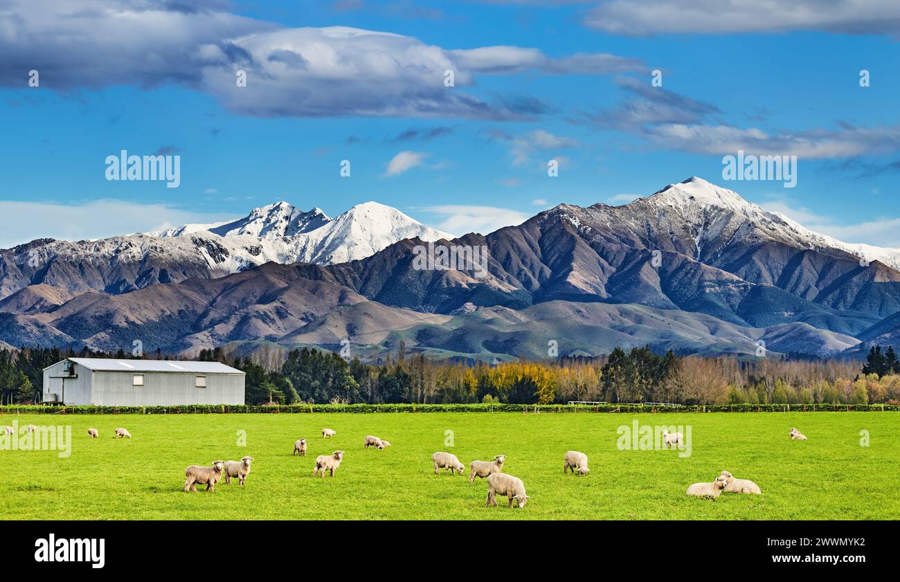 Hirtenlandschaft mit weidenden Schafen und schneebedeckten Bergen in Neuseeland Stockfoto