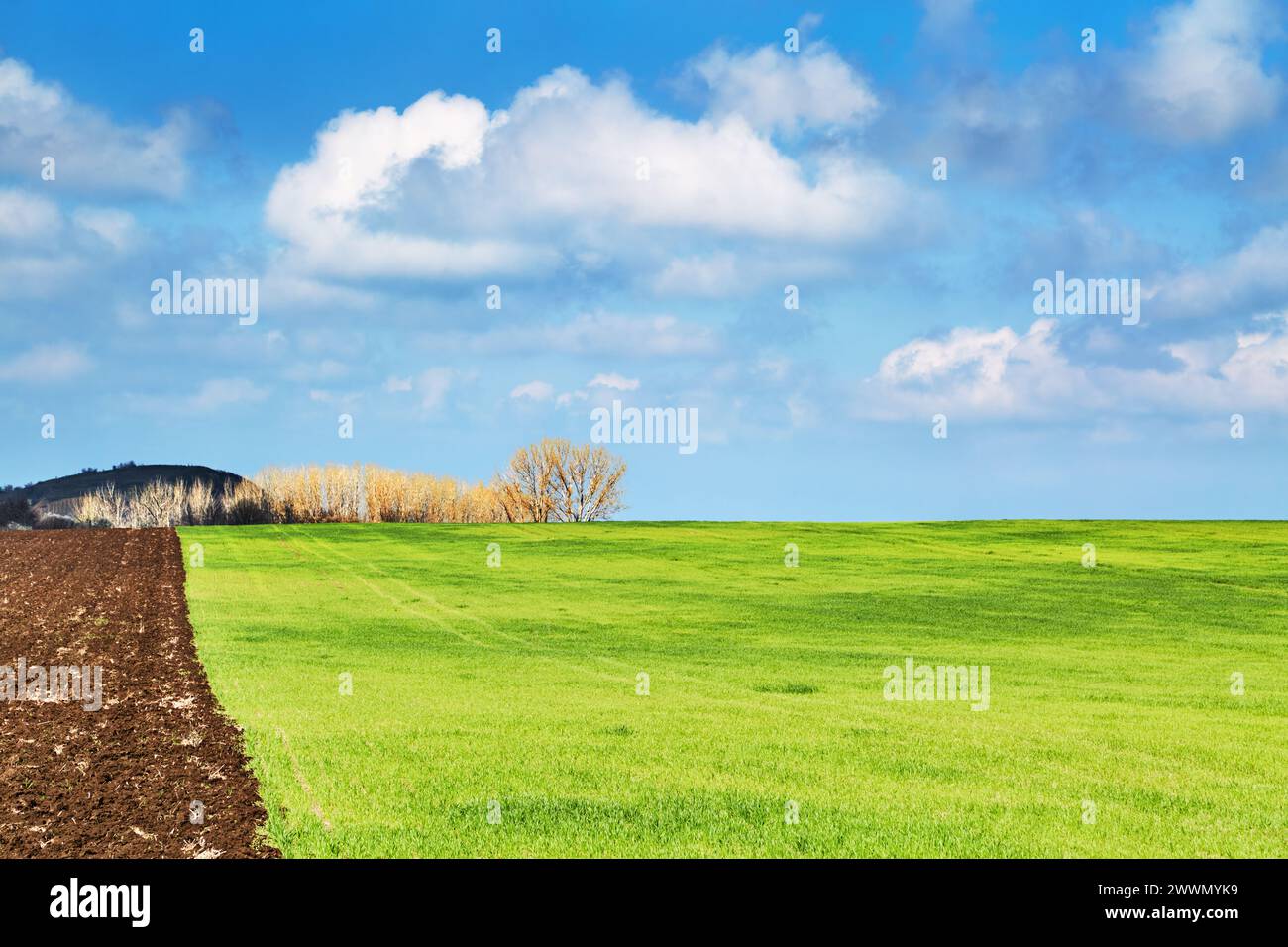 Wunderschöne Frühlingslandschaft mit frischem grünen Feld und blauem Himmel Stockfoto