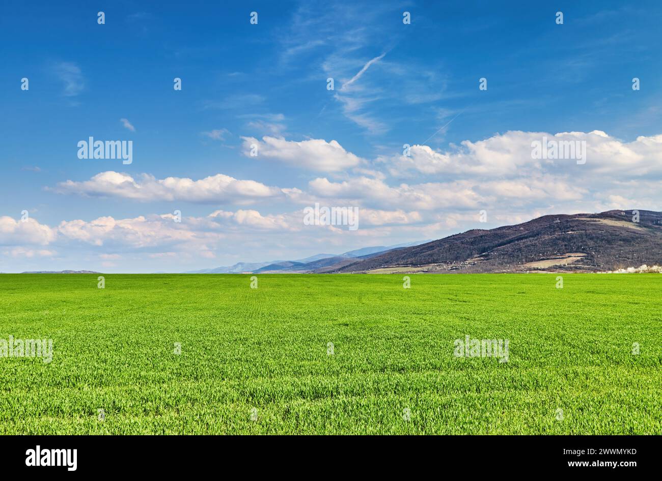 Wunderschöne Frühlingslandschaft mit frischem grünen Feld und blauem Himmel Stockfoto