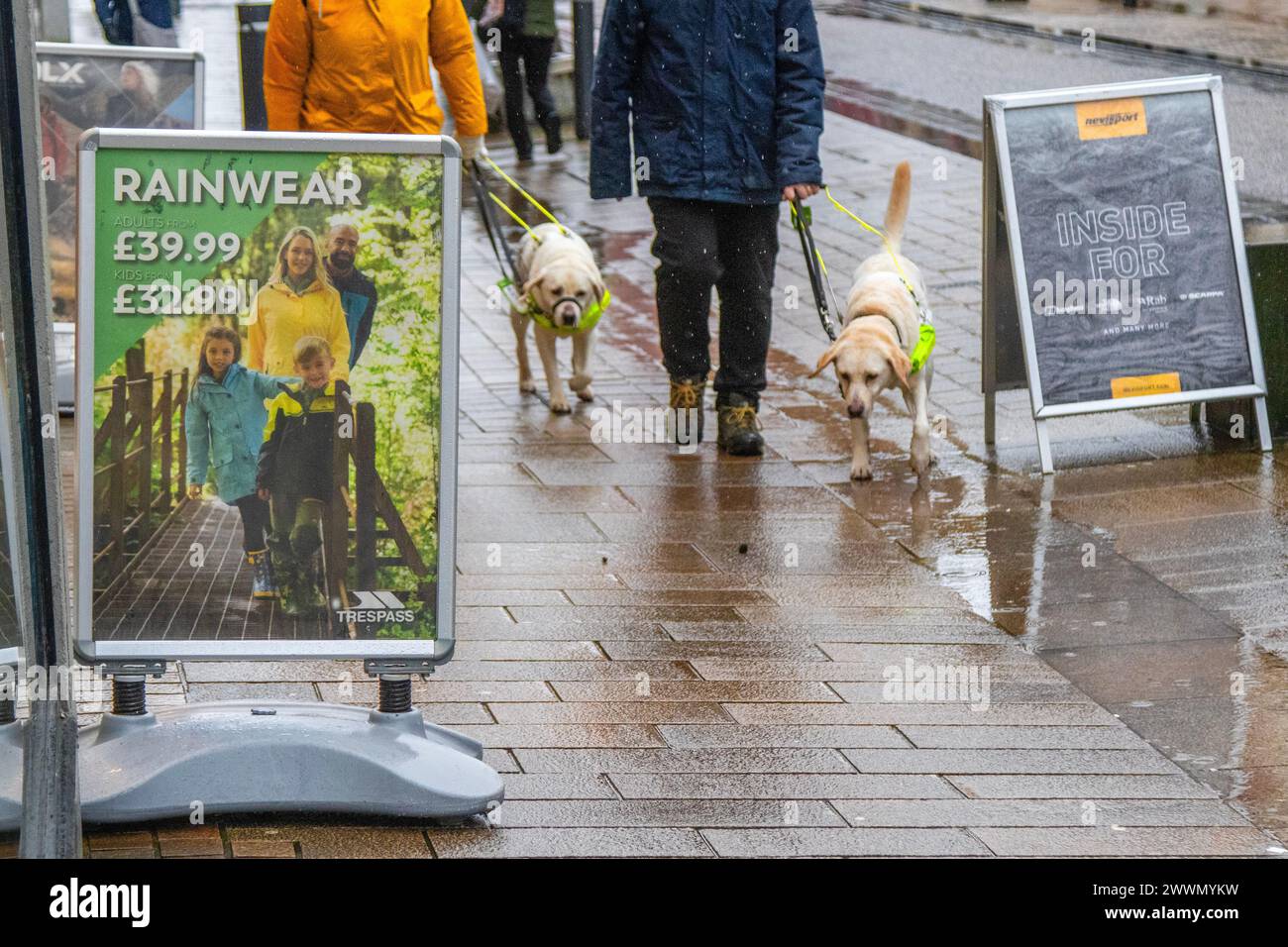 Blindenhunde und Straßenbehinderungen in Preston, Lancashire. Wetter in Großbritannien. 25. März 2024. Wir werden Regen haben. Starke Regenfälle und eine moderate Brise, während im Nordwesten Englands noch mehr Regen fällt Credit MediaWorldImages/AlamyLiveNews Stockfoto