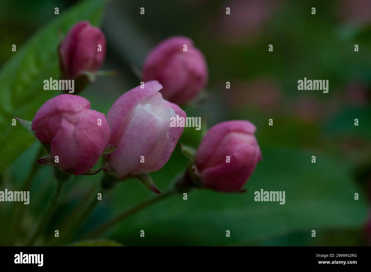 Kleine Blütensträhne, die noch nicht blühen Stockfoto