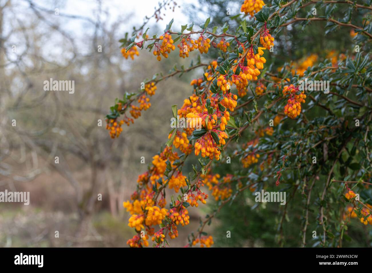 Berberis darwinni (Darwins Barberry), eine farbenfrohe immergrüne Pflanze mit orange-gelben Blüten und stacheligen Blättern im Frühjahr oder März, England, Großbritannien Stockfoto