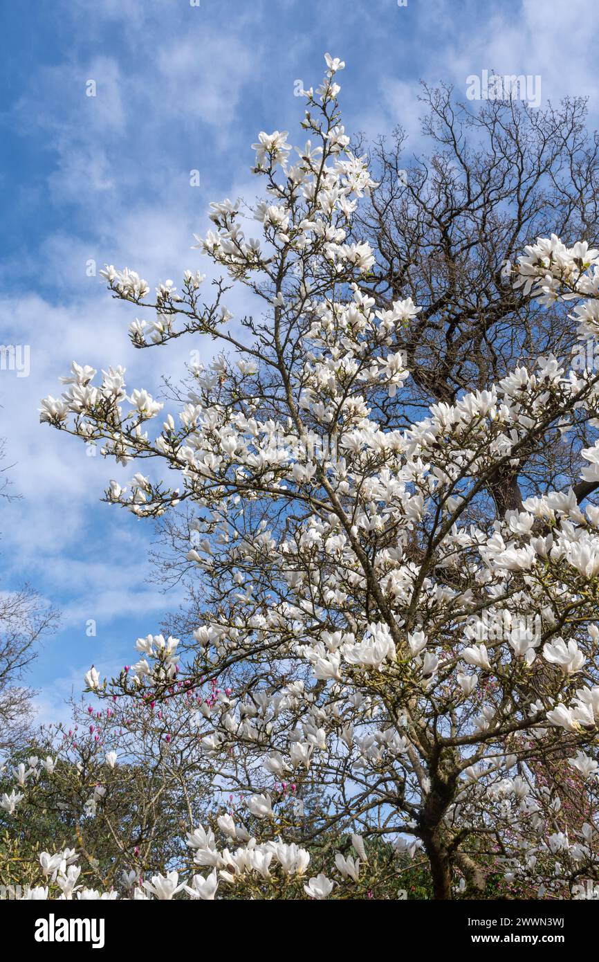Magnolia x soulangeana „Suishoren“, ein Magnolienbaum mit weißen Blüten im März oder Frühling im Savill Garden, Surrey Berkshire, grenzt an England Großbritannien Stockfoto