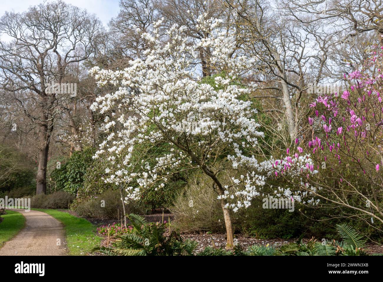 Magnolia x soulangeana „Suishoren“, ein Magnolienbaum mit weißen Blüten im März oder Frühling im Savill Garden, Surrey Berkshire, grenzt an England Großbritannien Stockfoto