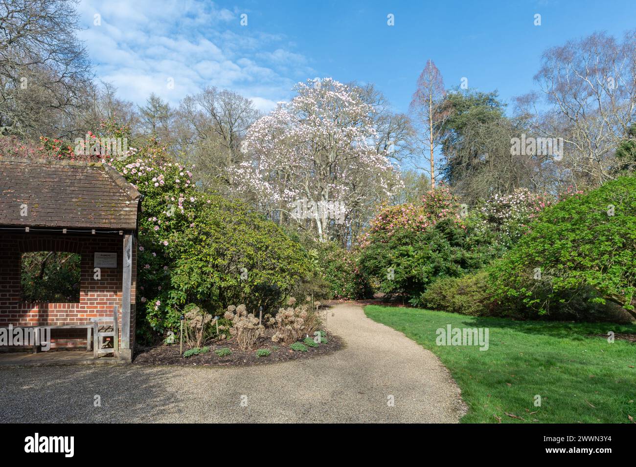 Blick auf den Frühling im Savill Garden mit bunten blühenden Sträuchern und Magnolienbäumen, Surrey Berkshire Border, England, Großbritannien Stockfoto