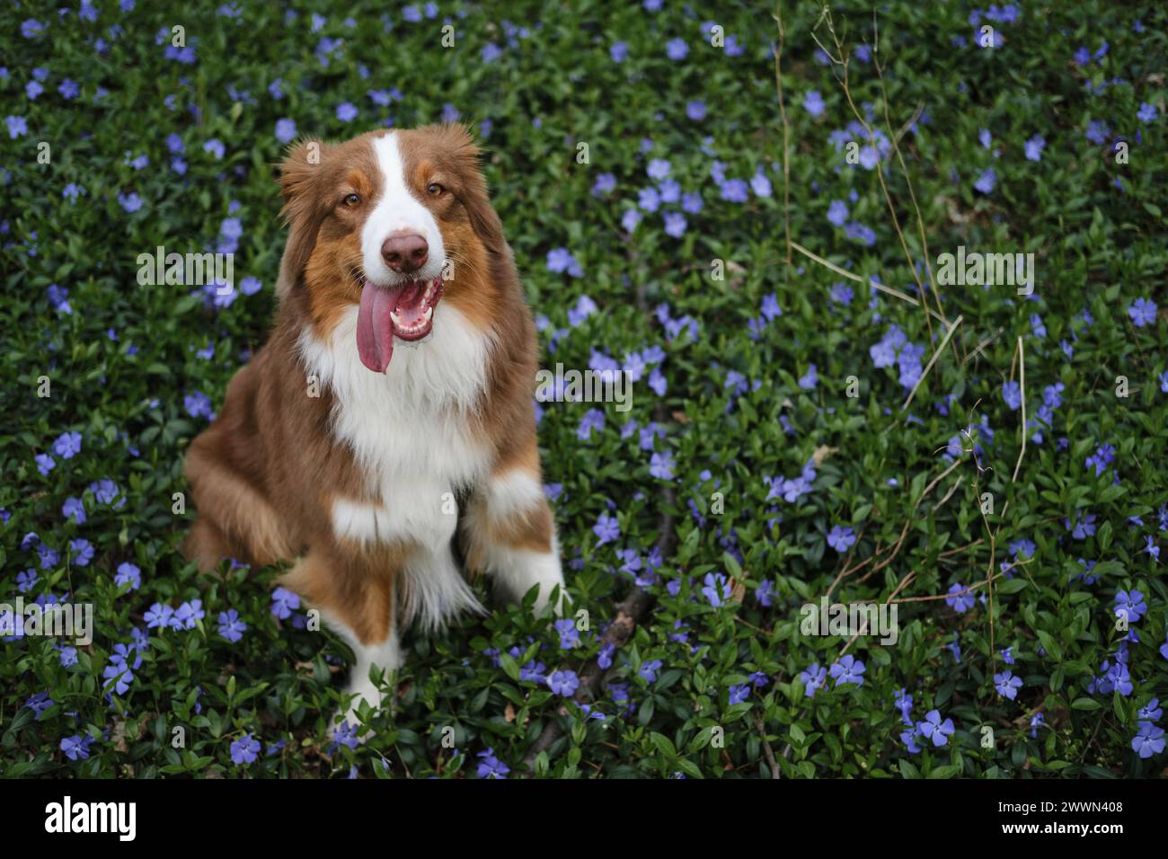 Ein brauner Hund sitzt im Wald auf der Rodung zwischen Frühlingsblauen Blumen und wildem Zwergwinkle. Happy Australian Shepherd auf Walk in Park, Porträt Nahaufnahme V Stockfoto