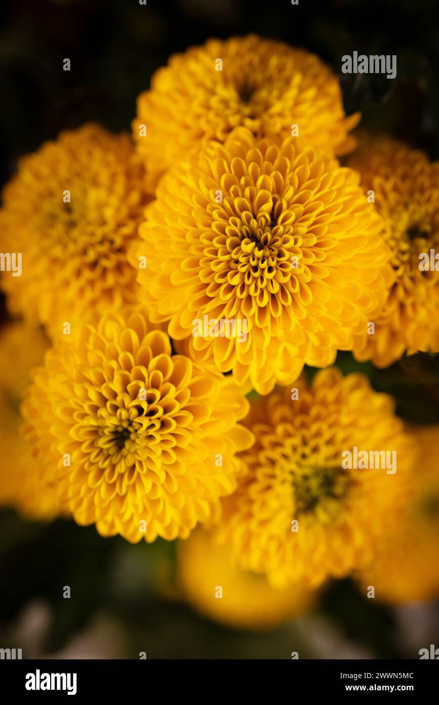 Hellgelbes Chrysantheme x morifolium vor dunklem Hintergrund mit selektivem Fokus, detailreichem fotografischem Bild, Kunst, Lifestyle, Medien Stockfoto