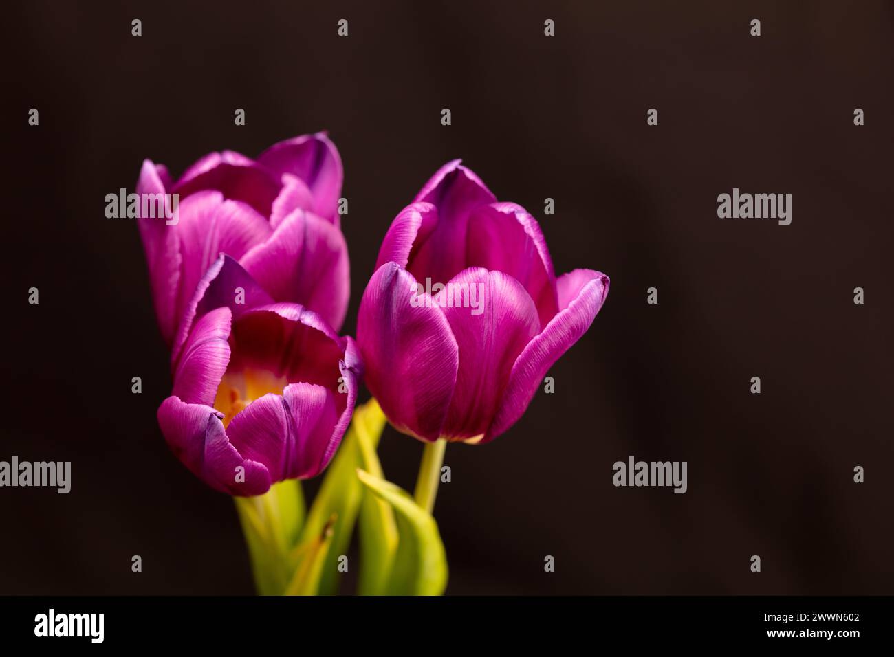 Drei violette Tulpenblüten vor einem unscharfen dunklen Hintergrund in einem einfachen Lifestyle-klassischen fotografischen Bild im Querformat Stockfoto