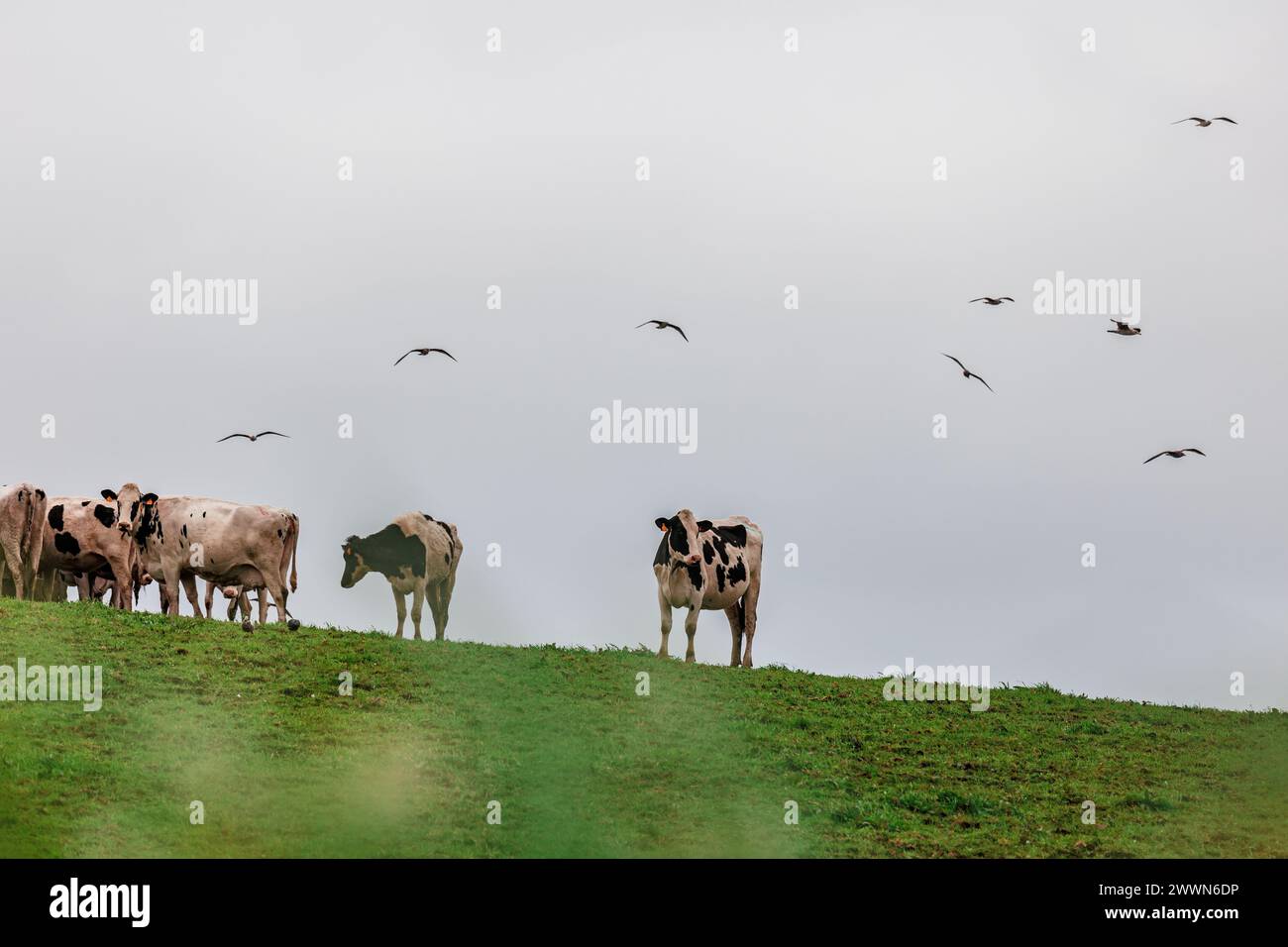 Kühe auf der Weide, glückliche Nutztiere auf den Azoren in Portugal. Stockfoto