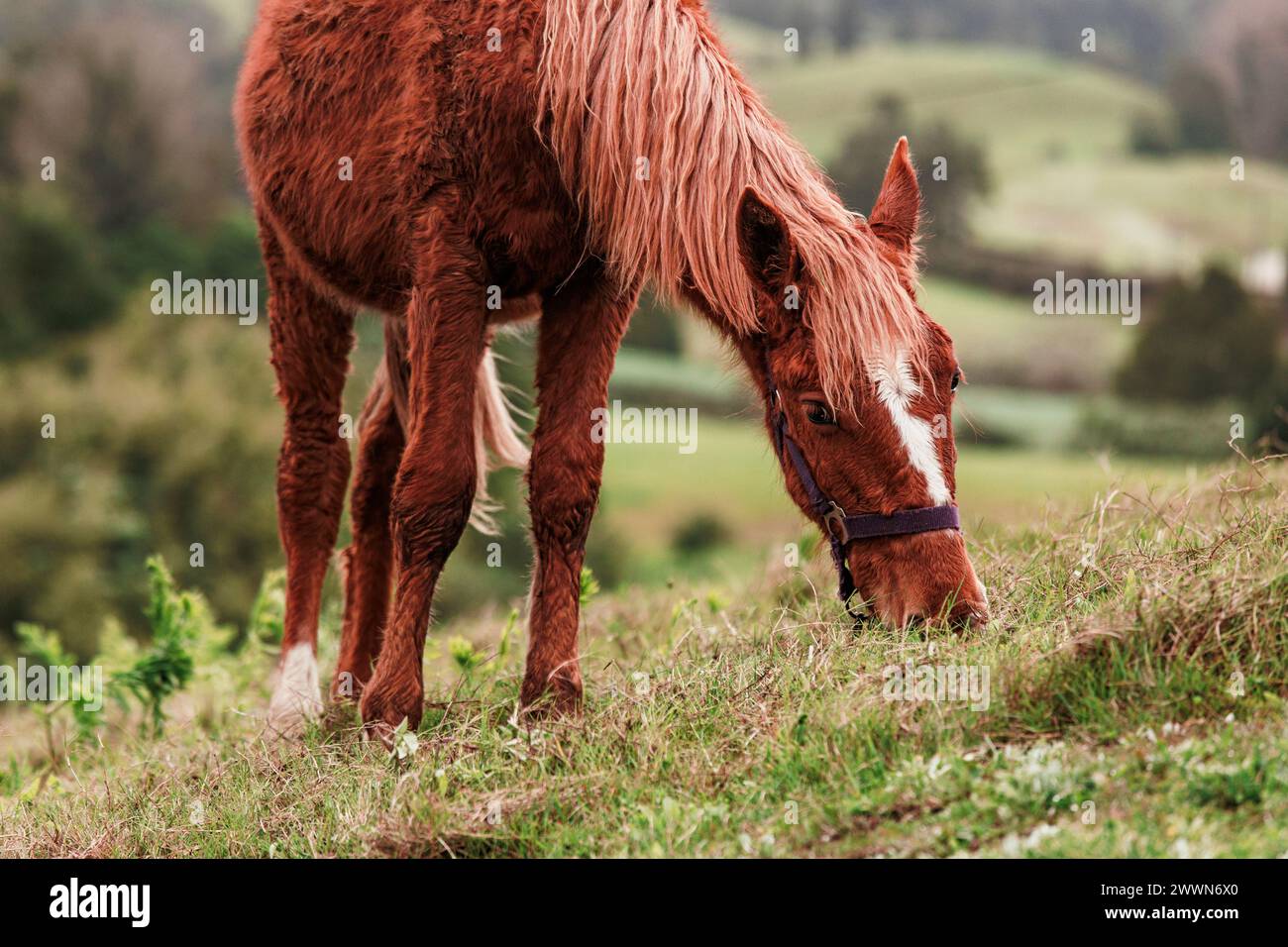 Reisen Sie auf den Azoren, Tiere auf dem Bauernhof in der Natur, umgeben von einer atemberaubenden Landschaft. Stockfoto