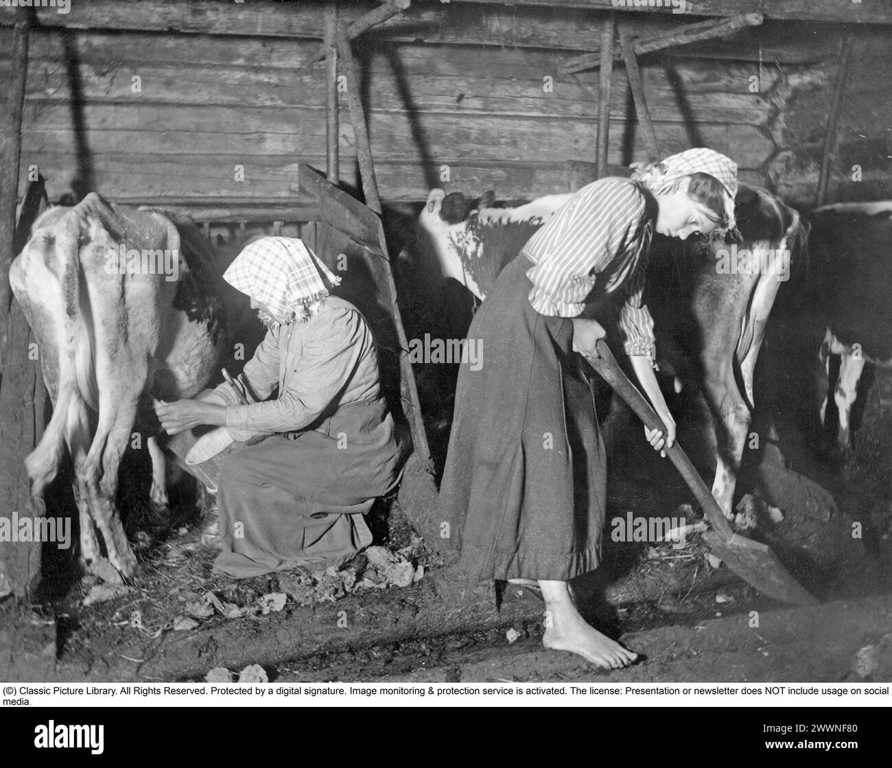 Viehpflege in der Scheune. Frau sitzt und melkt eine magerarme Kuh, während barfuß Mädchen mähen. Pfarrei Mangskog, Värmland, 1911. Melken und Reinigen in der Scheune. Foto aus dem Sommer 1911, als die Kühe infolge starker Dürre und Weidemangel ungewöhnlich dünn wurden." Die Frau, die melkt, sitzt auf einem kleinen Stuhl primitiver Manufaktur. Zwischen ihren Knien hält sie die „Colla“, die Stange, ein Pfannengefäß mit meist aufrechten Stangen, dessen hinterste gestreckt und zu einem Griff geformt ist, „öre“. Das Melken erfolgt abwechselnd mit „Quetschen“ und „Abtropfen“, wobei Verfahren verwendet werden, bei denen Stockfoto
