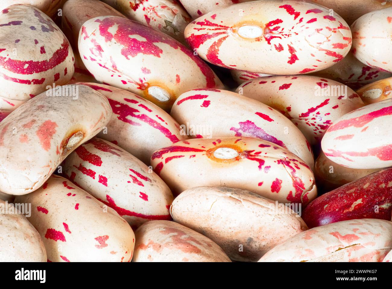 Rote gesprenkelte Zuckerbohnen Phaseolus vulgaris Makrofoto Stockfoto