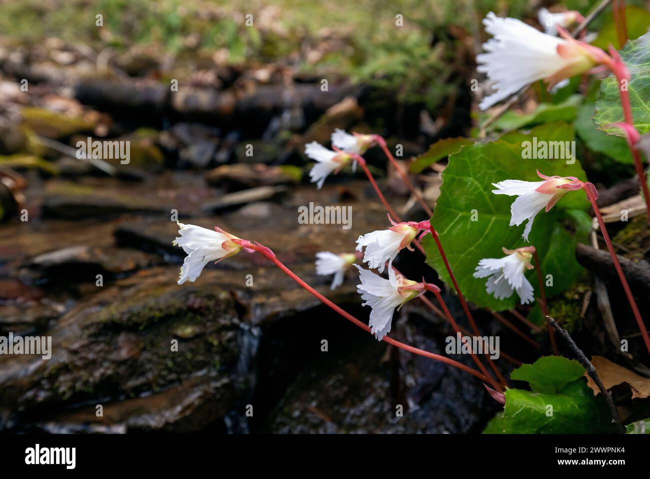 Oconee Glocken (Shortia galacifolia) - Holmes pädagogische State Forest - Greenville, North Carolina, USA Stockfoto
