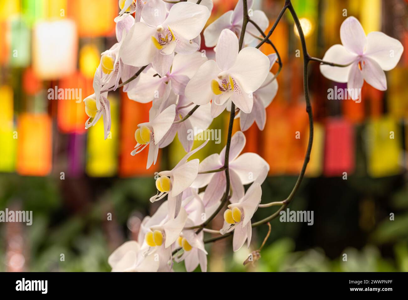 Wunderschöne Orchideen im Atlanta Botanical Garden in Midtown Atlanta, Georgia. (USA) Stockfoto