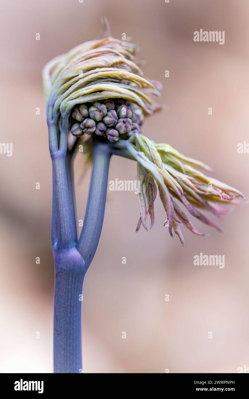 Blue Cohosh (Caulophyllum thalictroides) Emerging - Holmes Educational State Forest - Hendersonville, North Carolina, USA [oberflächliches DOF] Stockfoto