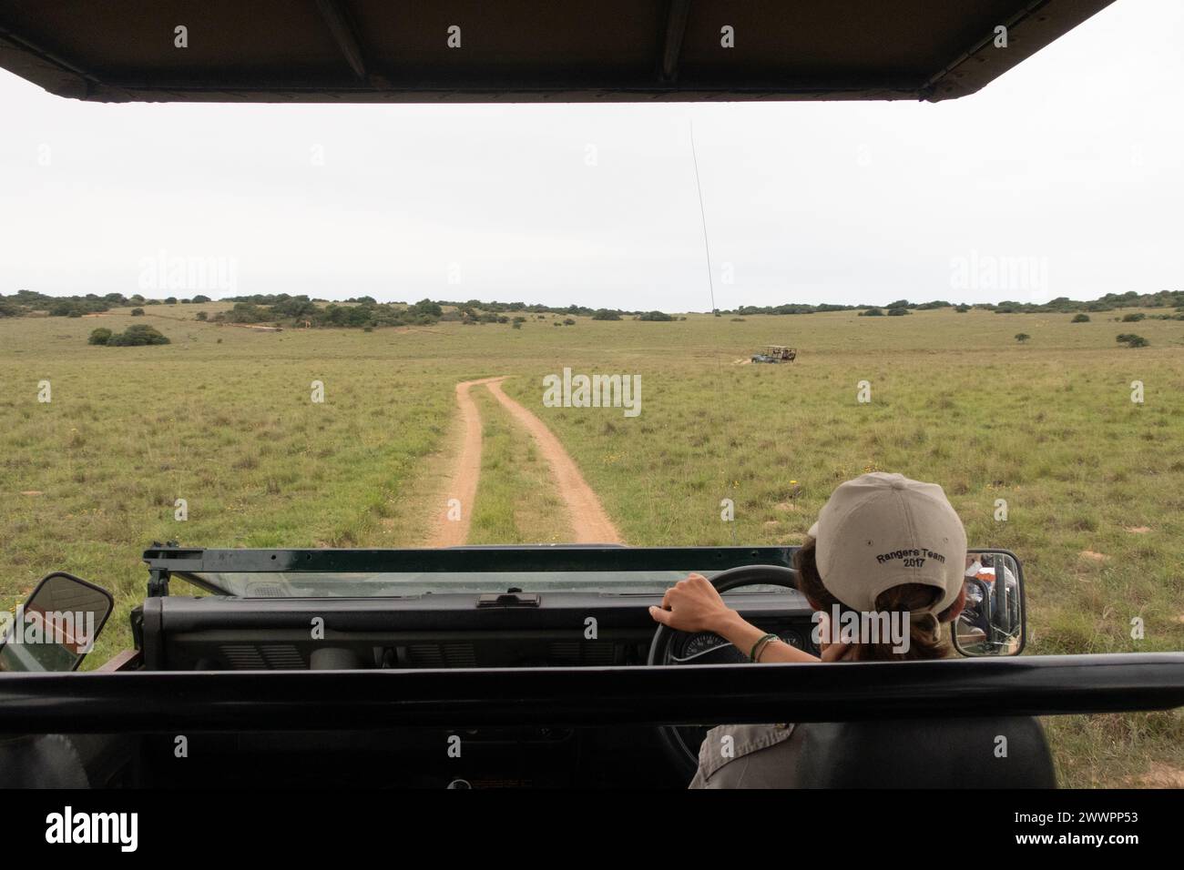 Blick hinter den Fahrer des Park Ranger in einem landrover Verteidiger auf einer Safari im Amakhala Game Reserve Stockfoto