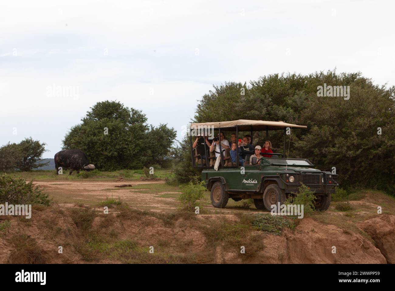 Ein grünes Fahrzeug mit Landrover Defender Safari, das voller Menschen und Parkranger/Jeep-Fahrer ist, parkt, um die Tierwelt im Amakhala Game Reserve zu beobachten Stockfoto