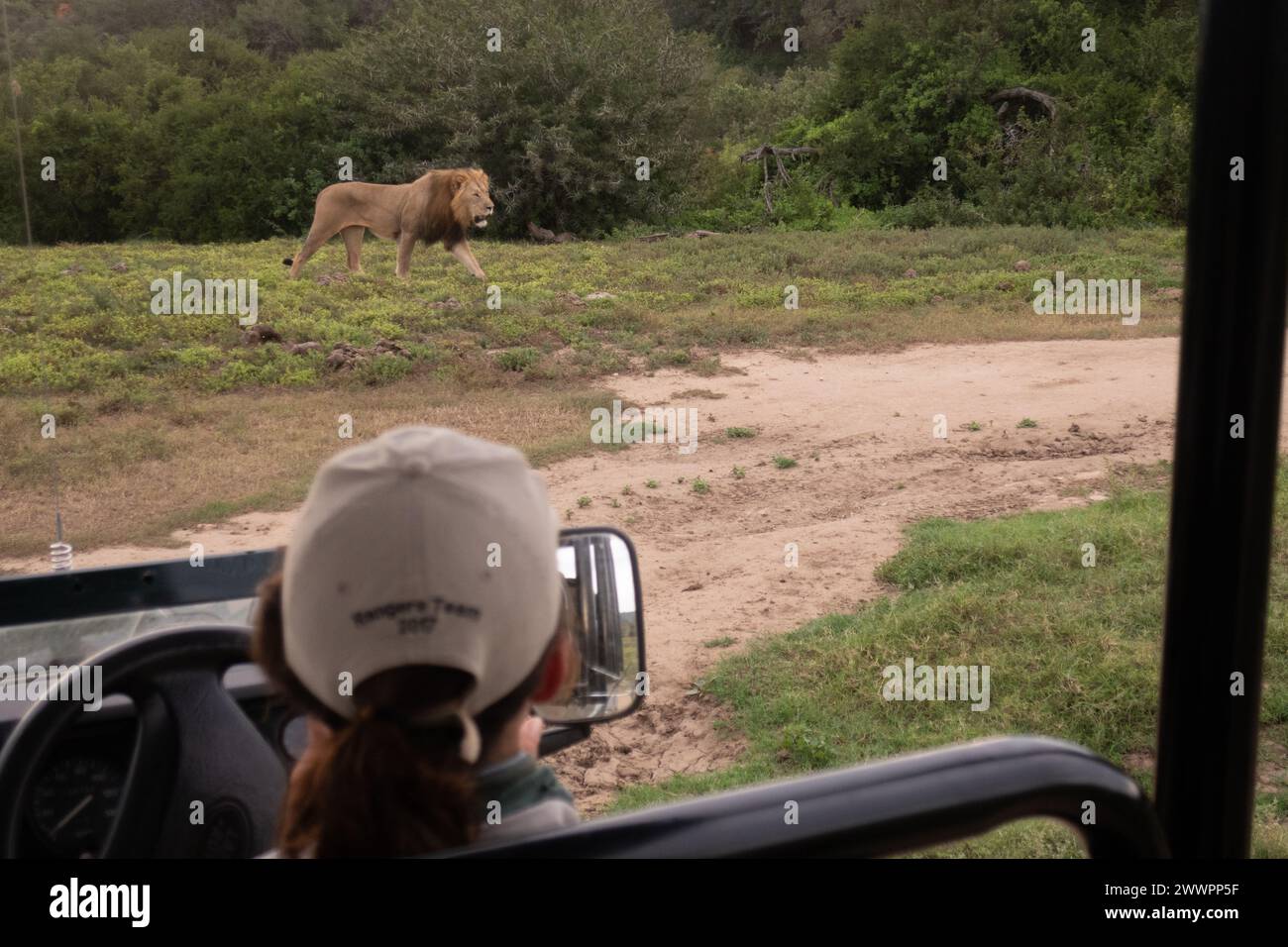 Blick hinter den Fahrer des Park Ranger in einem landrover Verteidiger auf einer Safari im Amakhala Game Reserve Stockfoto