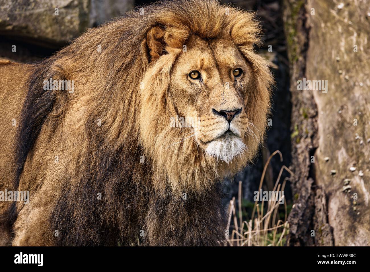 Eine Nahaufnahme eines Löwen in einer Savanne Stockfoto