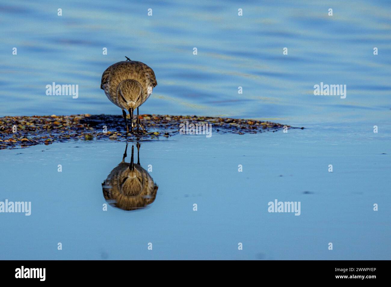 Ein Sandpiper, der im Wasser steht und mit nach unten gedrehtem Kopf auf den Boden blickt Stockfoto