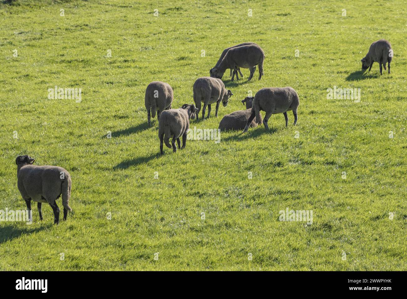 Walisische Schwarze Schafe, brecon, Wales, Vereinigtes Königreich Stockfoto