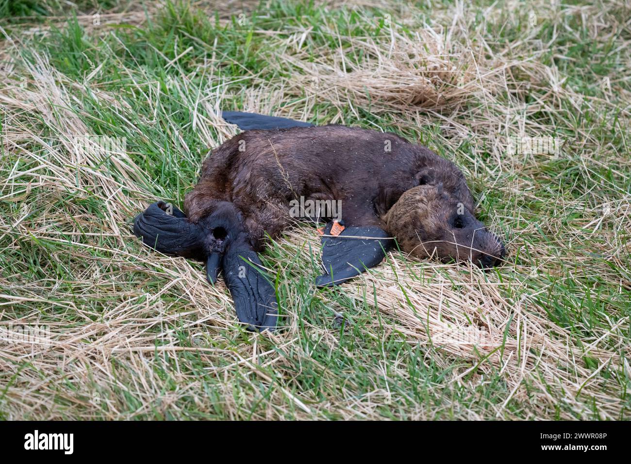 Neuseeland, Subantarktische Inseln, Auckland Inseln, Enderby Island. Toter neuseeländischer Seelöwen-Welpe (Phocarctos hookeri) mit Flossenanhänger. Stockfoto