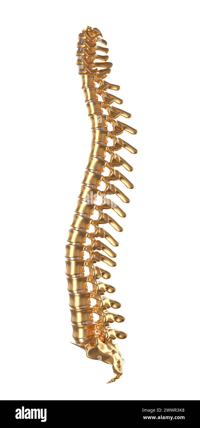 3D-Illustration einer glänzenden, goldenen menschlichen Wirbelsäule auf weißem Hintergrund. 3D-Rendering Stockfoto