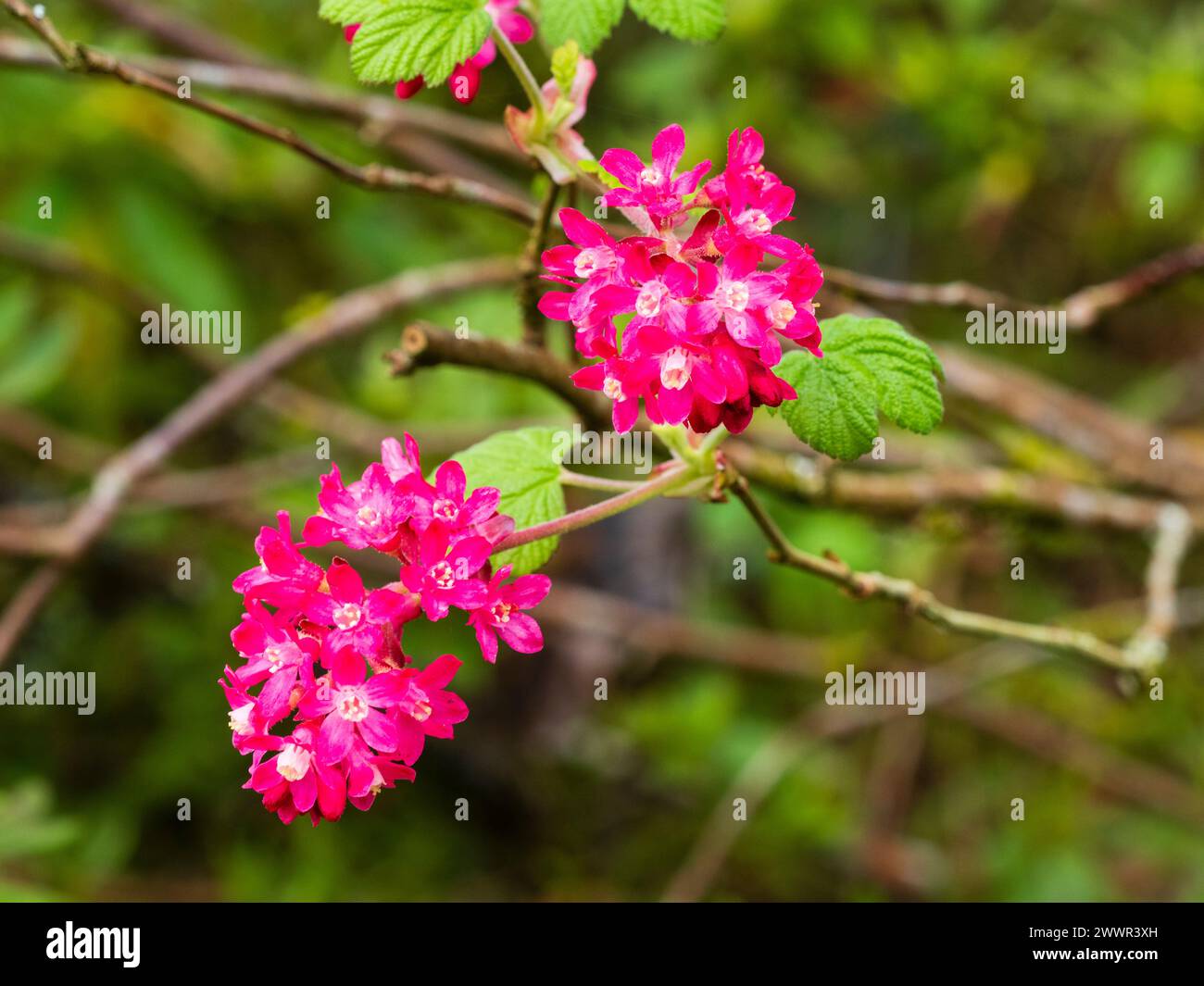 Rote rosa Blüten in den frühen Frühlingsrosen der hartblütigen Johannisbeere, Ribes sanguineum „Red Pimpernel“ Stockfoto