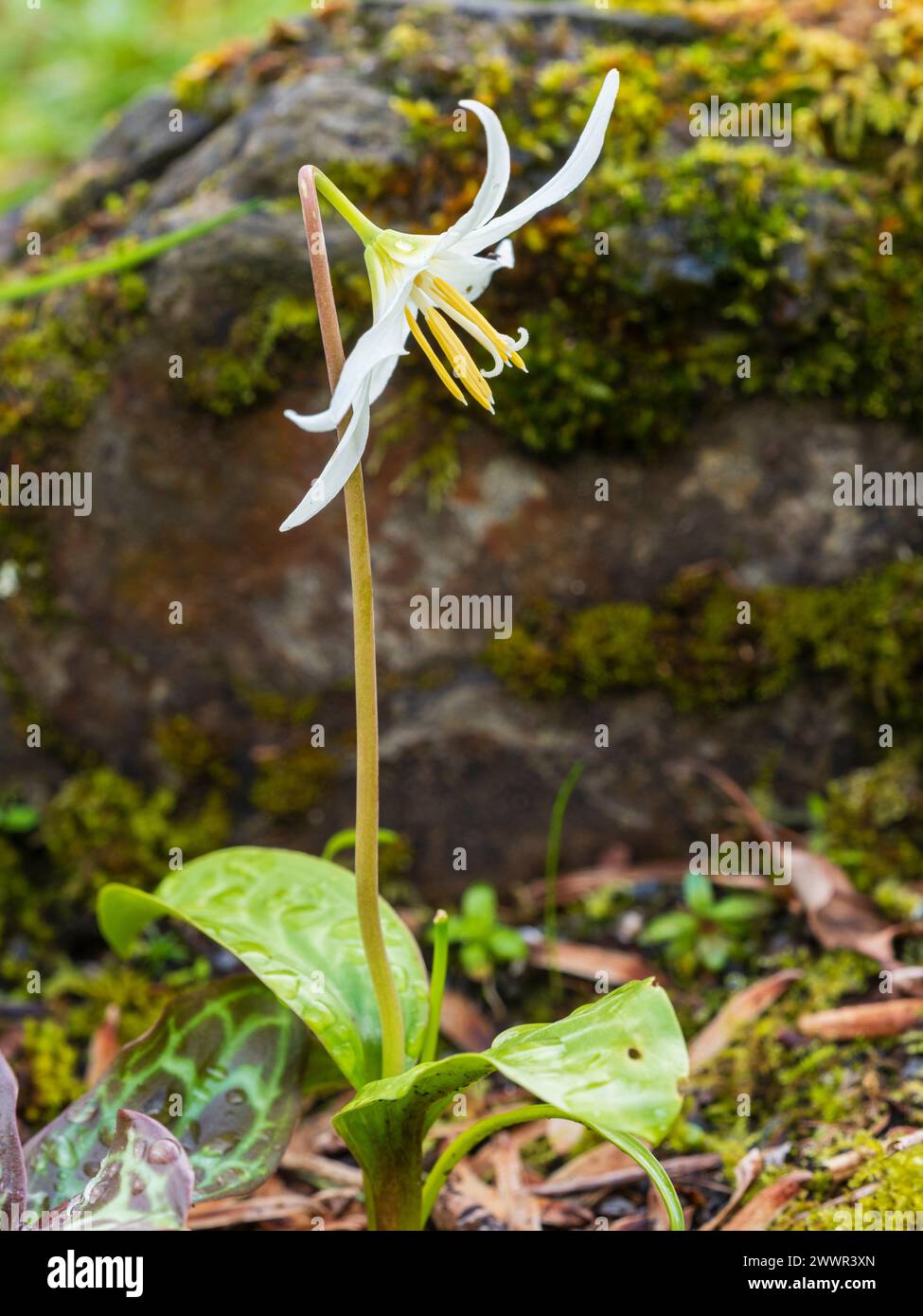 Reflektierte weiße Blütenblätter der im Frühjahr blühenden Forellenlilienzwiebeln Erythronium californicum „White Beauty“ Stockfoto