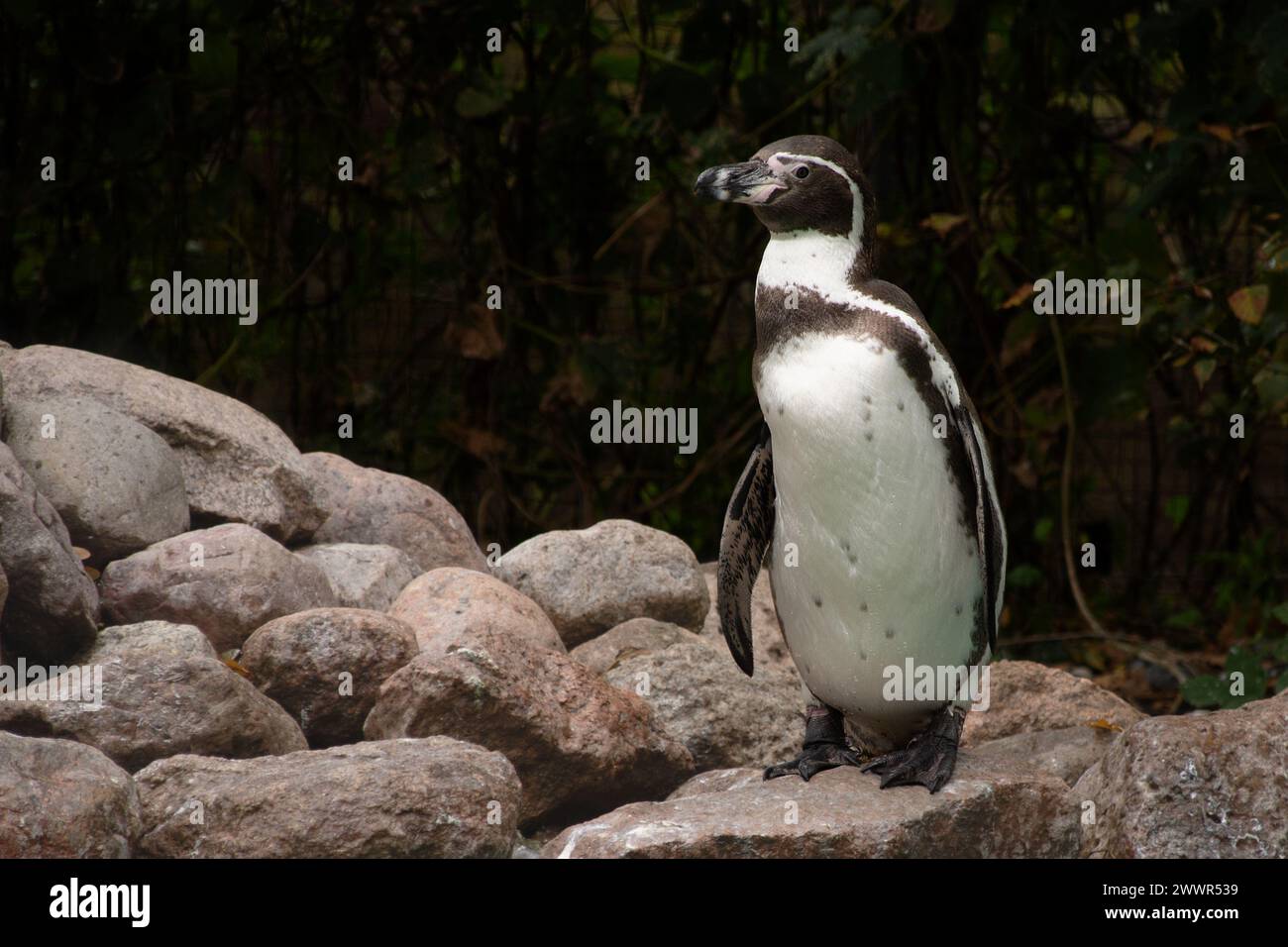 Kleiner Pinguin im Zoo von Nyköping F. Danmark Stockfoto