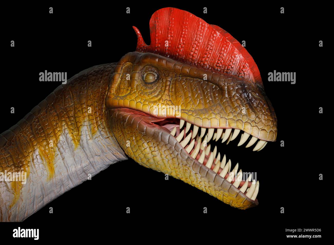 Modell von Dilophosaurus wetherilli. Es handelt sich um eine Gattung von Theropoden-Dinosauriern, die im frühen Jura in Nordamerika lebten, etwa 186 Millionen Jahre Stockfoto