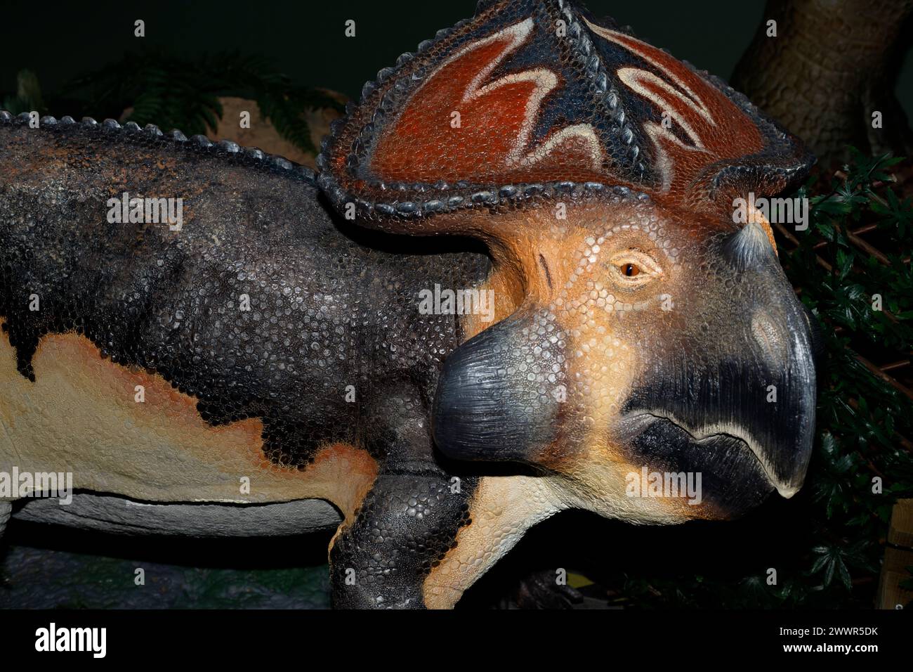 Modell der Protoceratops andrewsi. Es war ein kleiner zeratopsischer Dinosaurier, der in der Oberkreide (vor 75 bis 70,6 Millionen Jahren) in der Mongolei lebte. Stockfoto