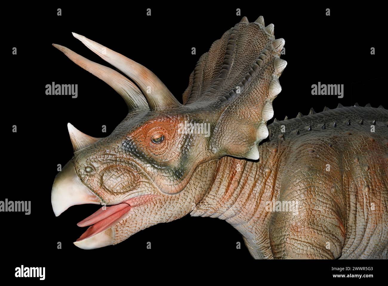 Modell des Triceratops horridus. Es war ein Ceratopsid-Dinosaurier, der in der Oberkreide (vor 68-66 Millionen Jahren) im heutigen Nordamerika lebte. Stockfoto