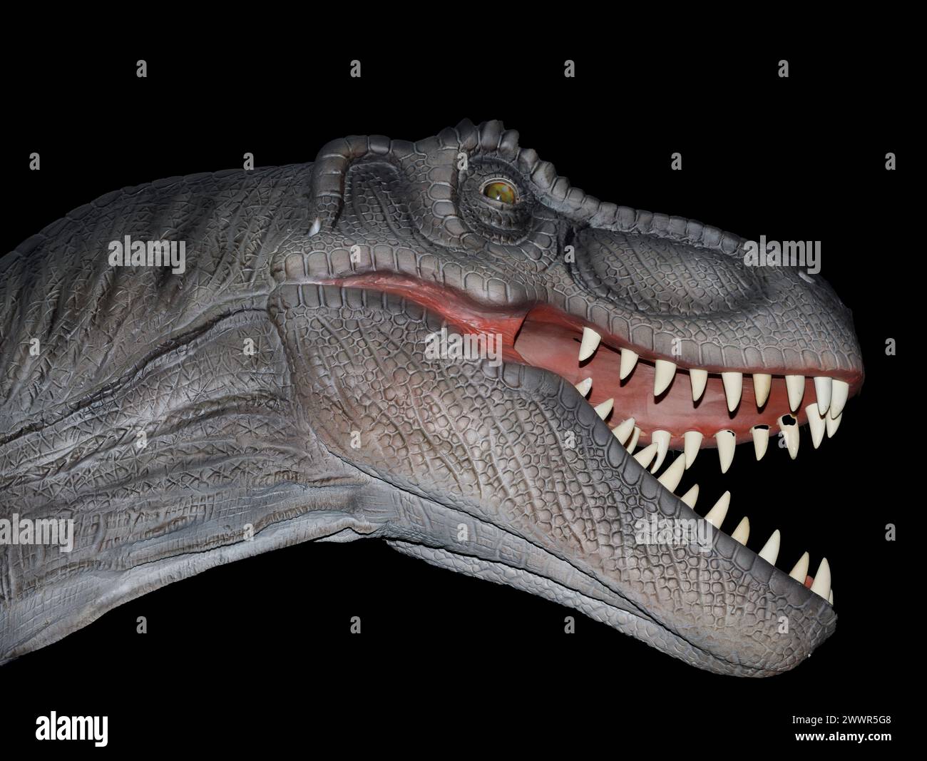 Modell von Tyrannosaurus Rex. Es lebte in der Oberkreide, vor etwa 68 bis 65,6 Millionen Jahren, im heutigen Nordamerika. Stockfoto