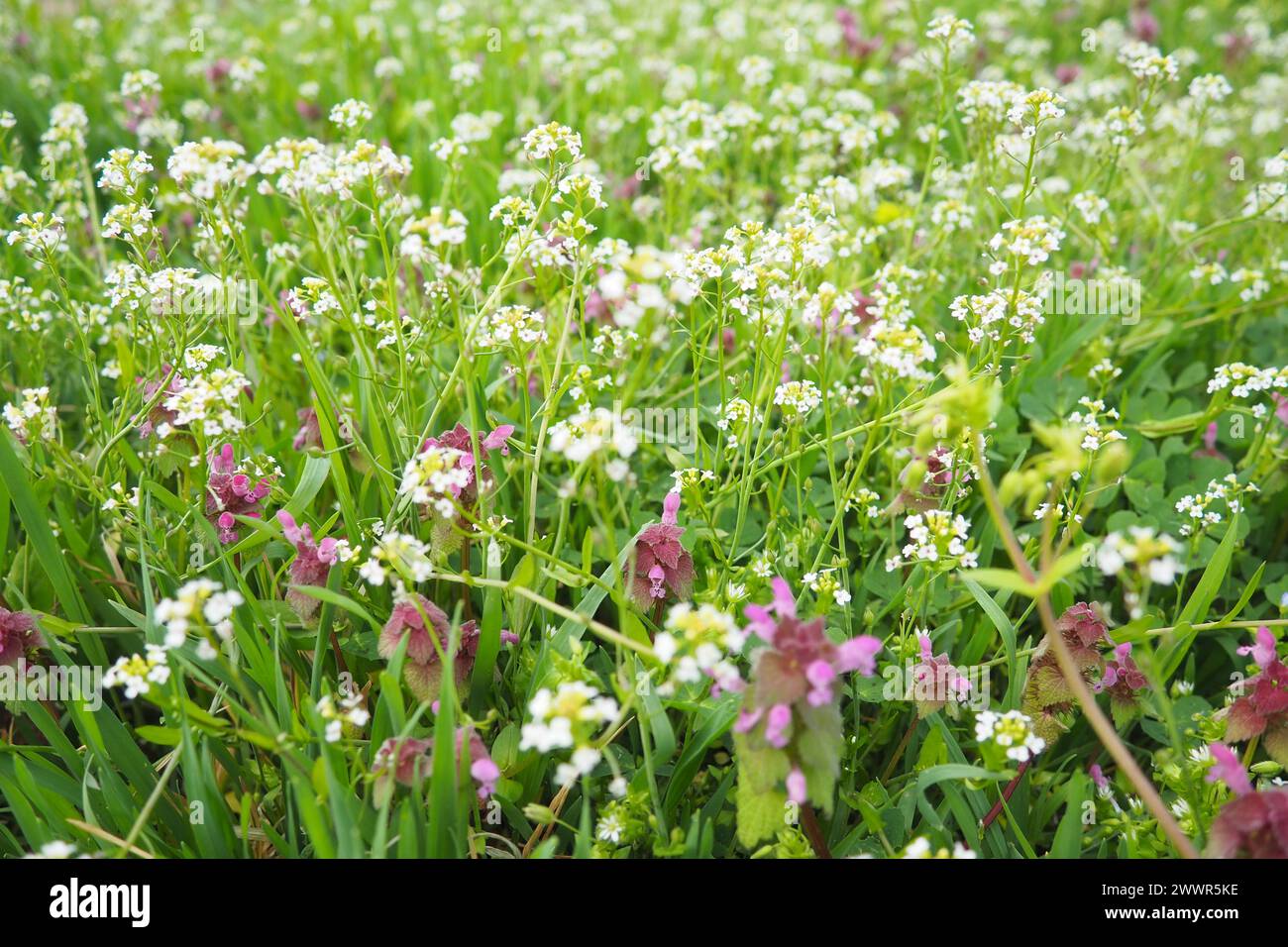 Lamium purpureum, rotes violettes totes Brennnessel, purpurroter Erzengel ist eine jährliche krautige Blütepflanze. Blumen aus der Hirtenbörse. Capsella bursa-pastoris Stockfoto