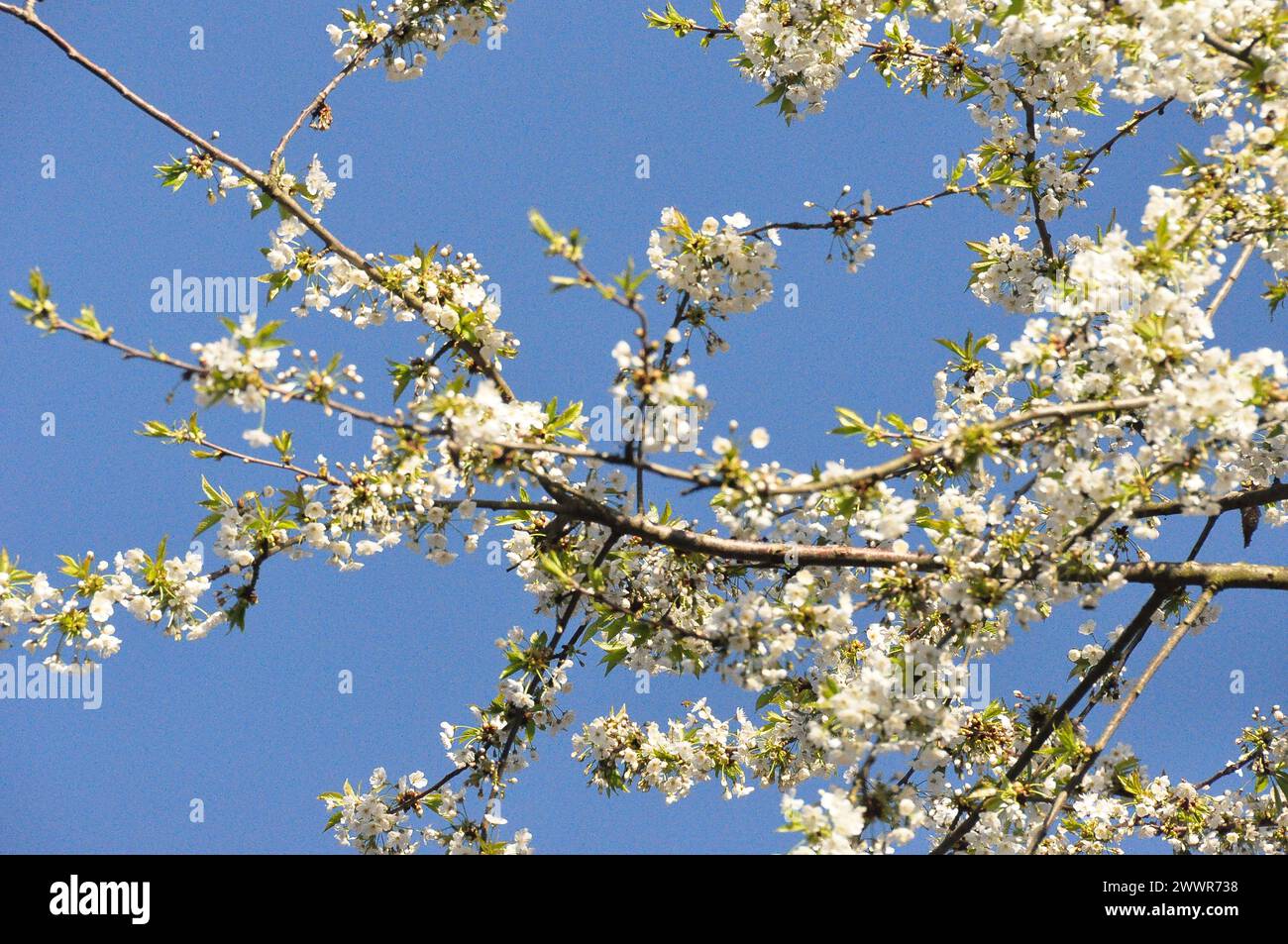 Blühender Baum im Sommer Stockfoto