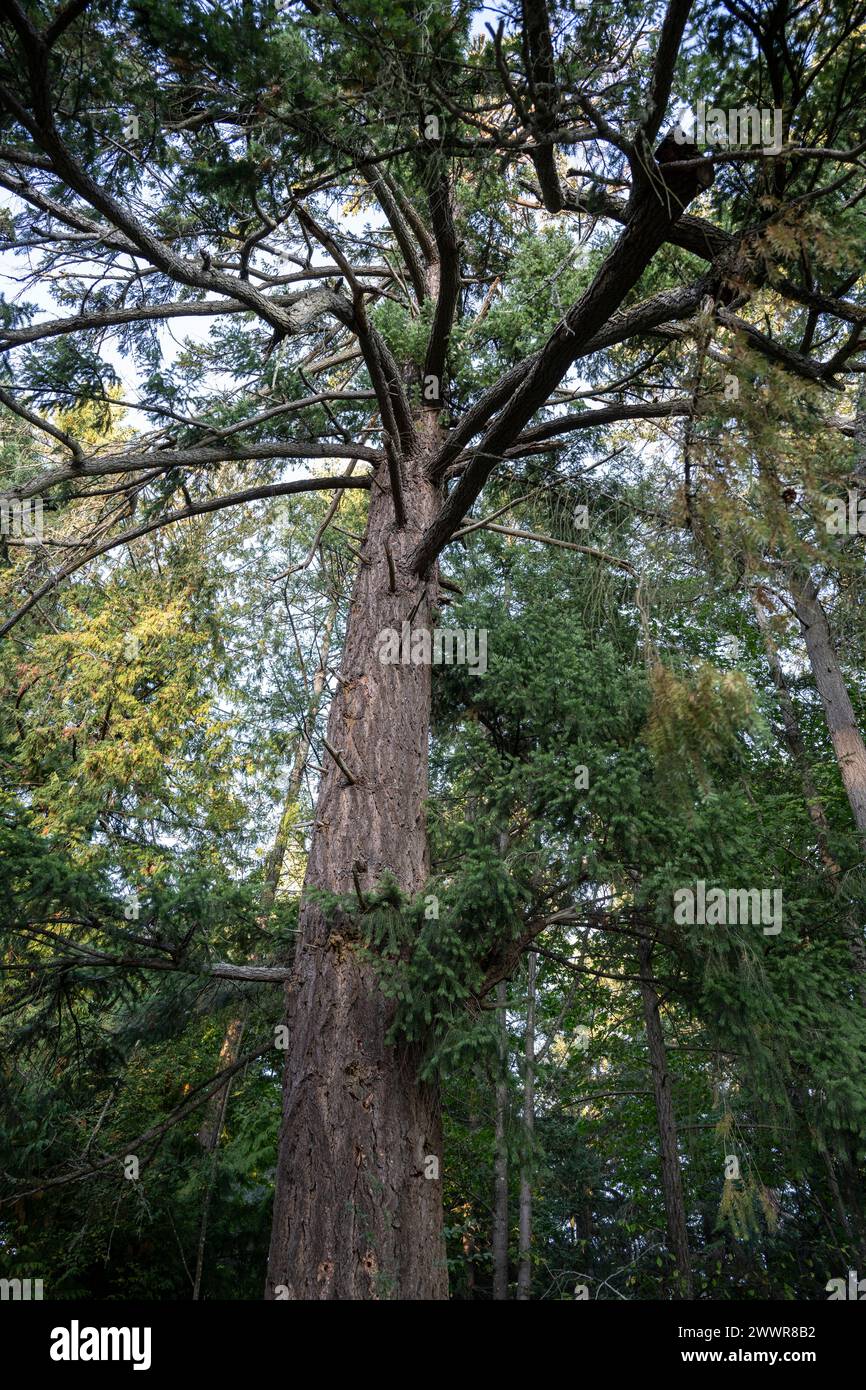 Blick nach oben auf Baumkronen im Wald, Saanich Inlet, Vancouver Island, British Columbia, Kanada Stockfoto