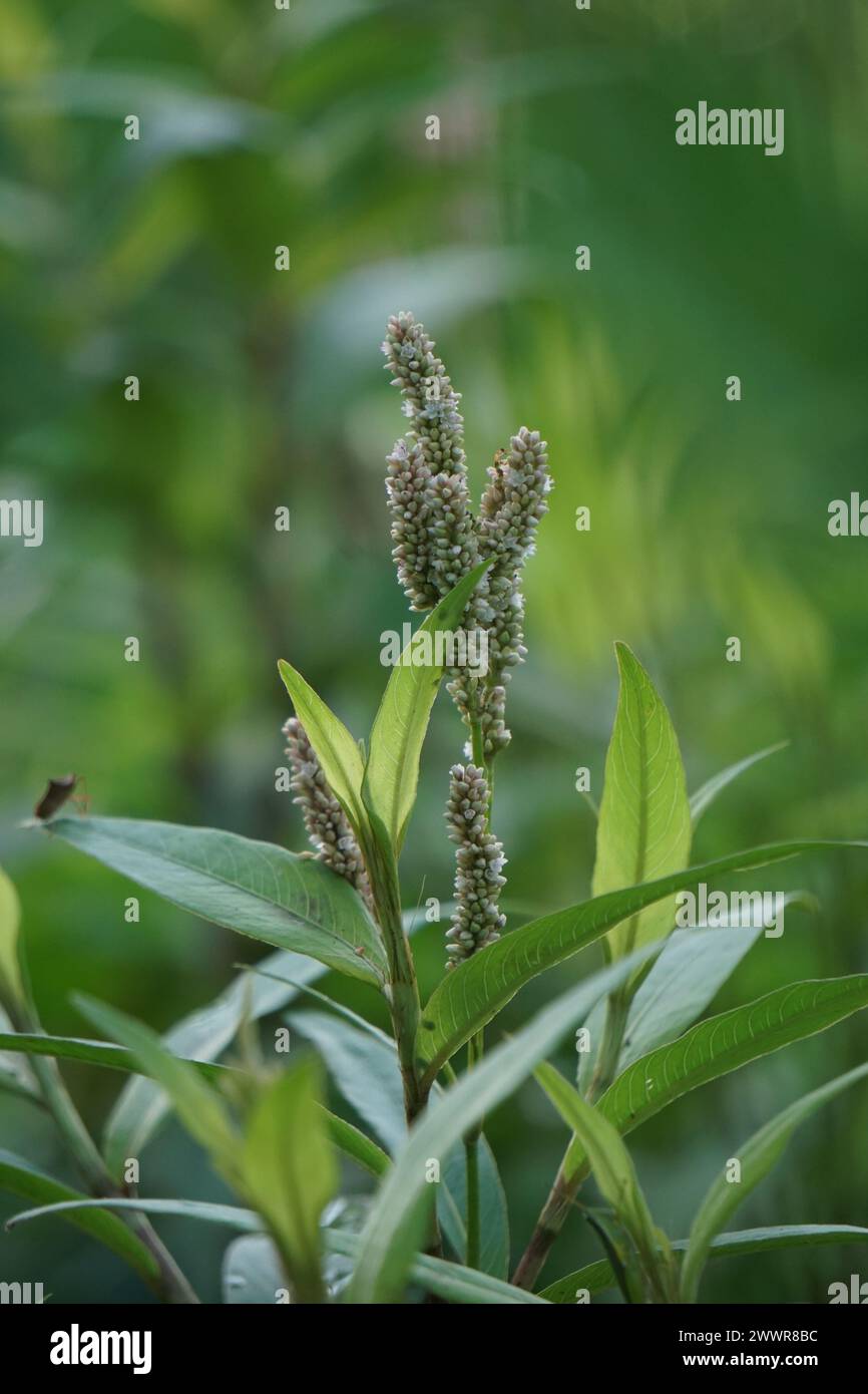 Persicaria maculosa (Polygonum persicaria, Buchweizen, DamenDaumen, gefleckter DamenDaumen, Jesuspflanze, Rotschenkel). Die jungen Blätter können gegessen werden Stockfoto